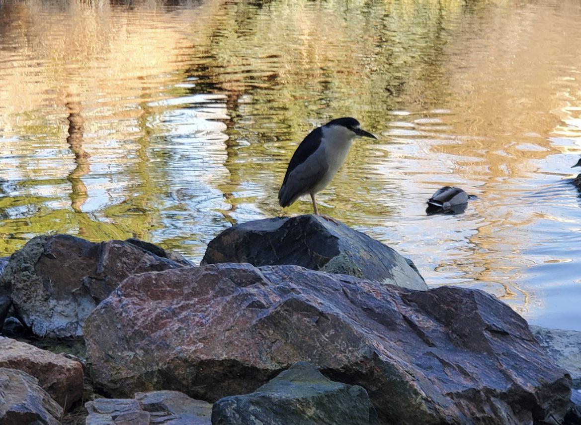 What is this bird I found on my walk in Denver, CO? r/whatisthisbird