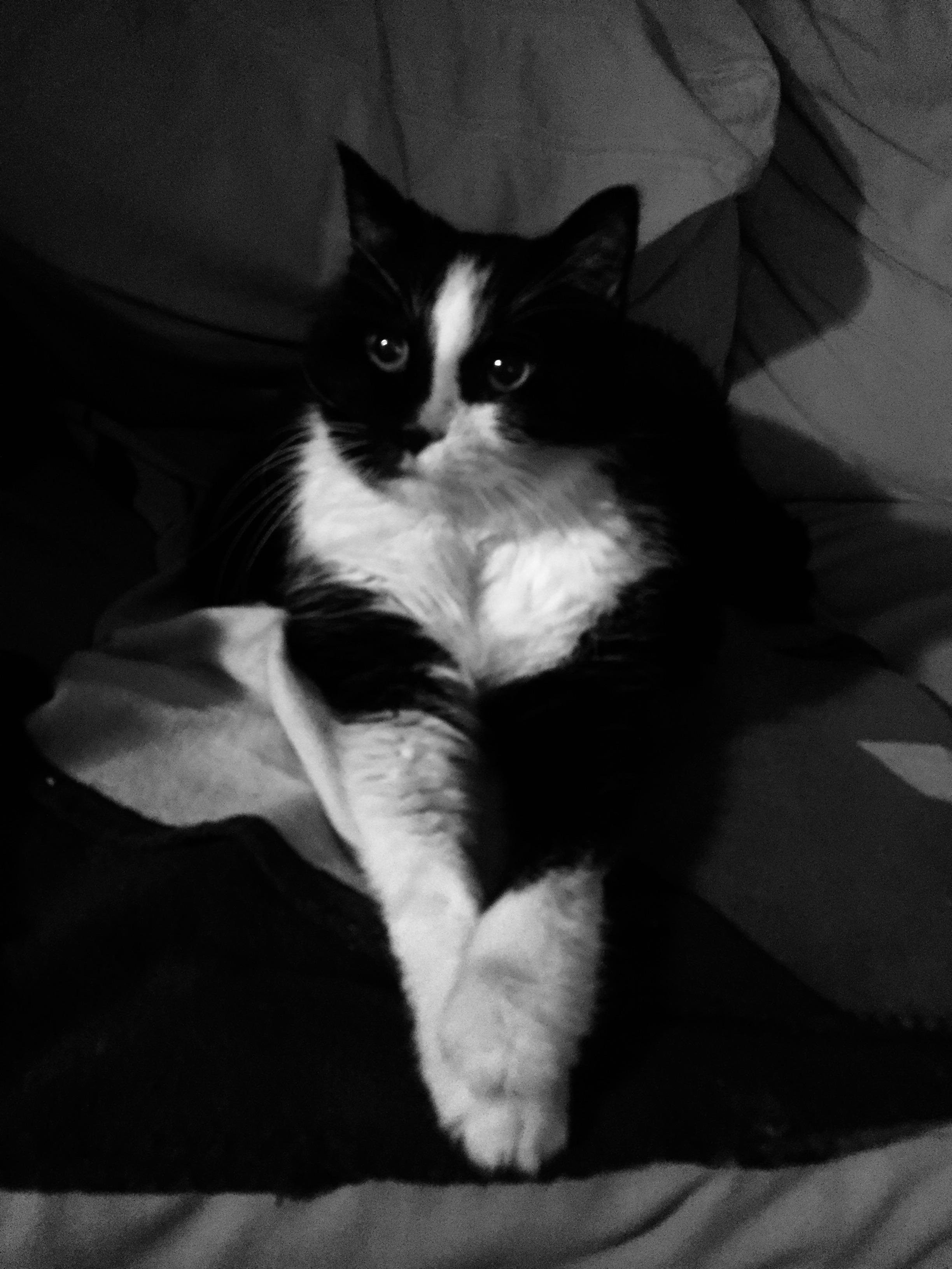 My cat thinks he’s fancy r/Eyebleach