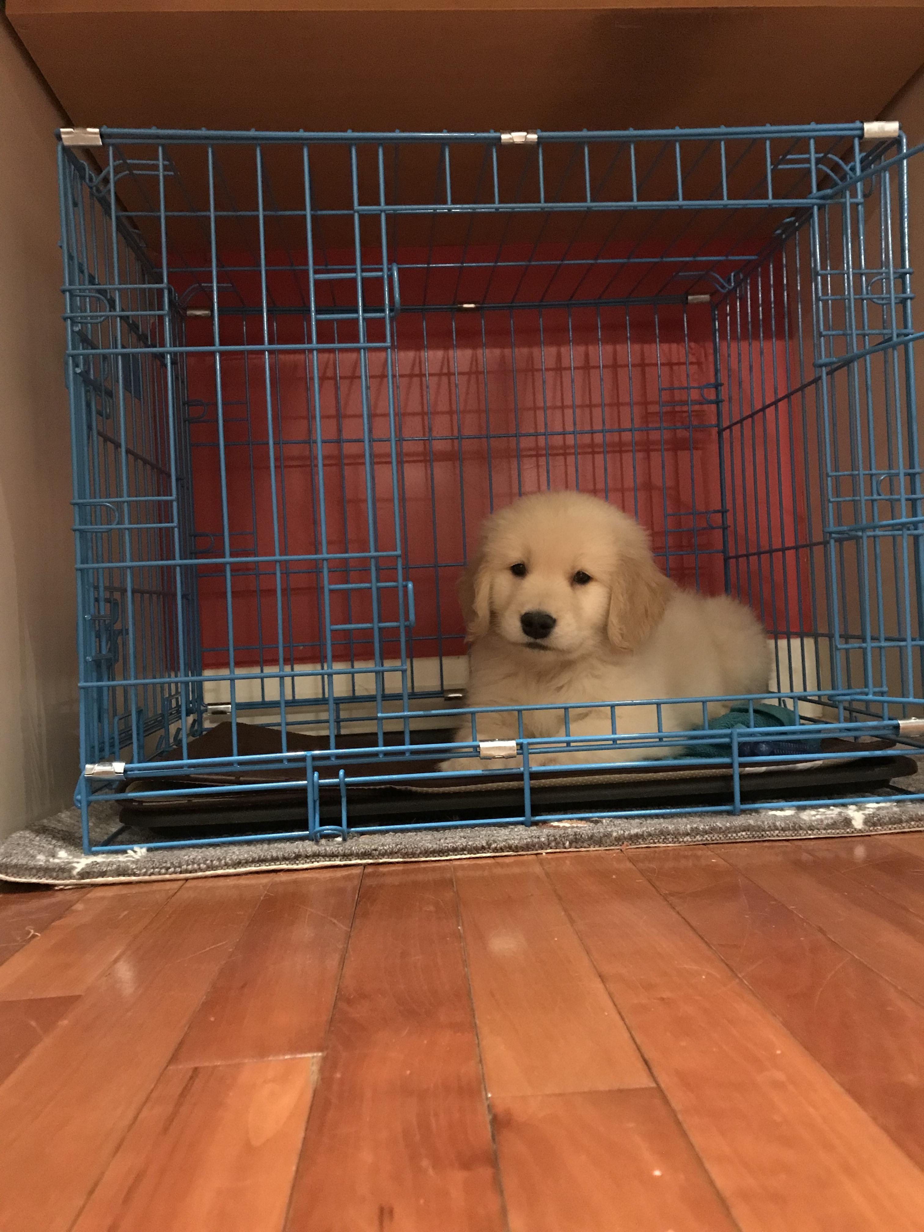 My new little golden, Max! : r/aww