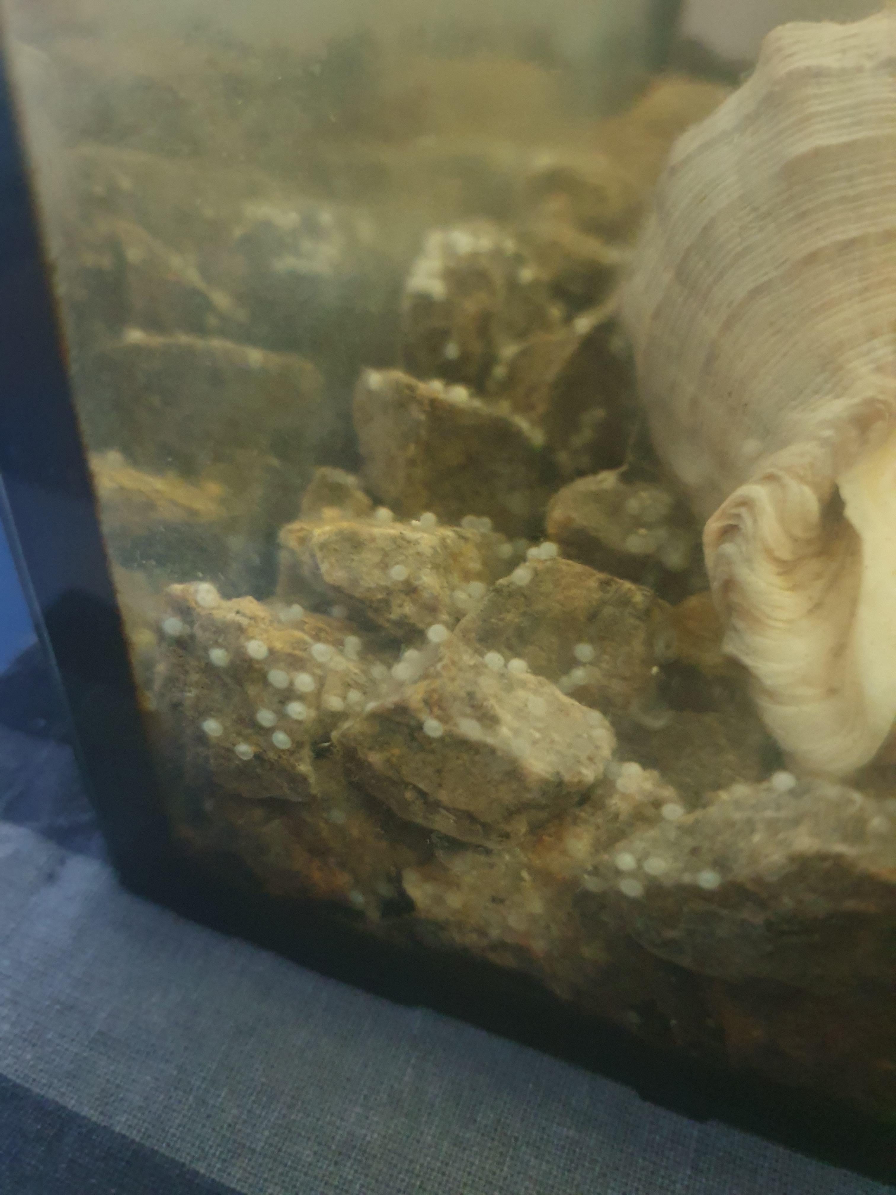 Hello! So my rocks in the aquarium are filled with these white "eggs