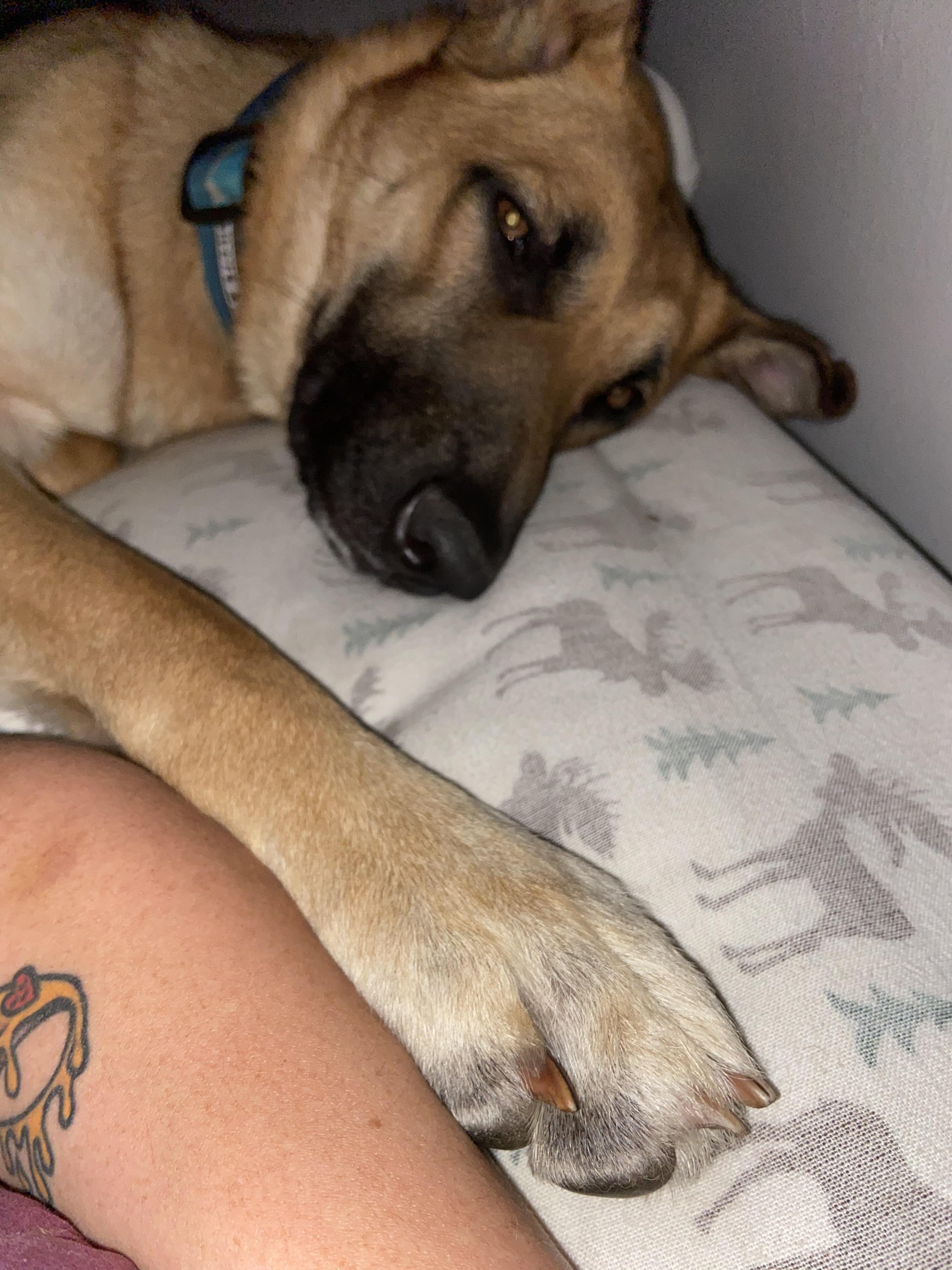 My dog always needs to be touching my arm. We were her 4th