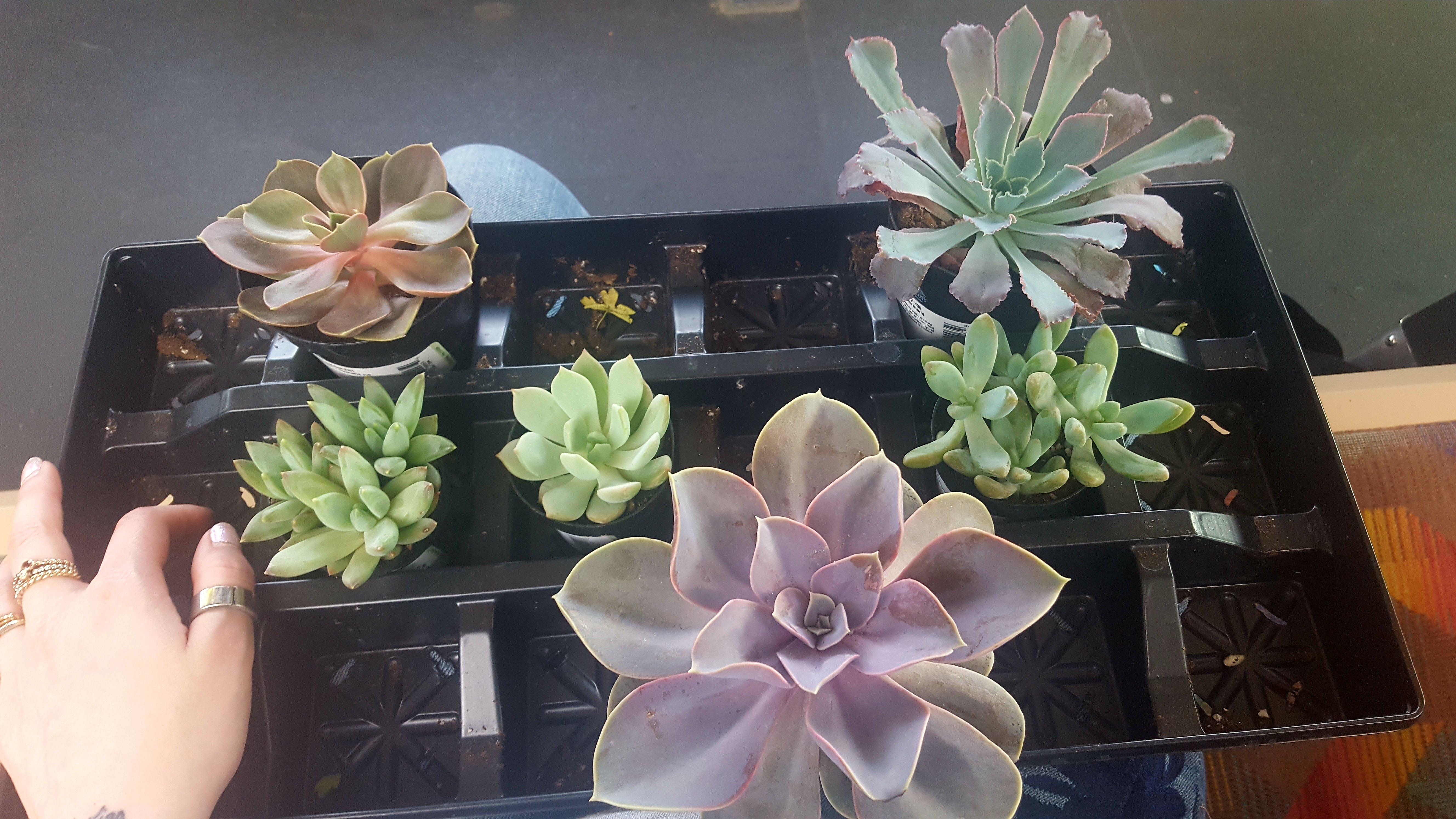 I had some good luck today! r/succulents