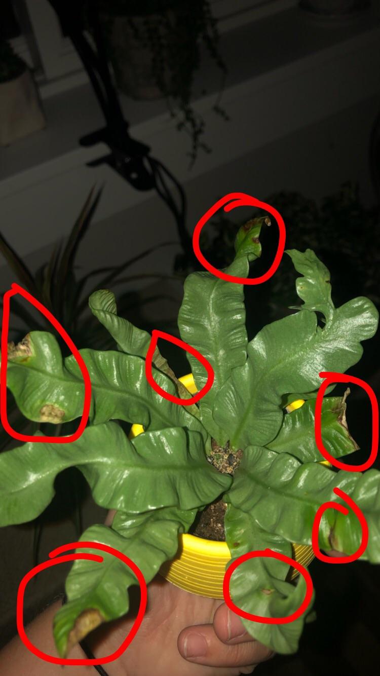 could someone help me figure out why my crispy wave fern keeps getting