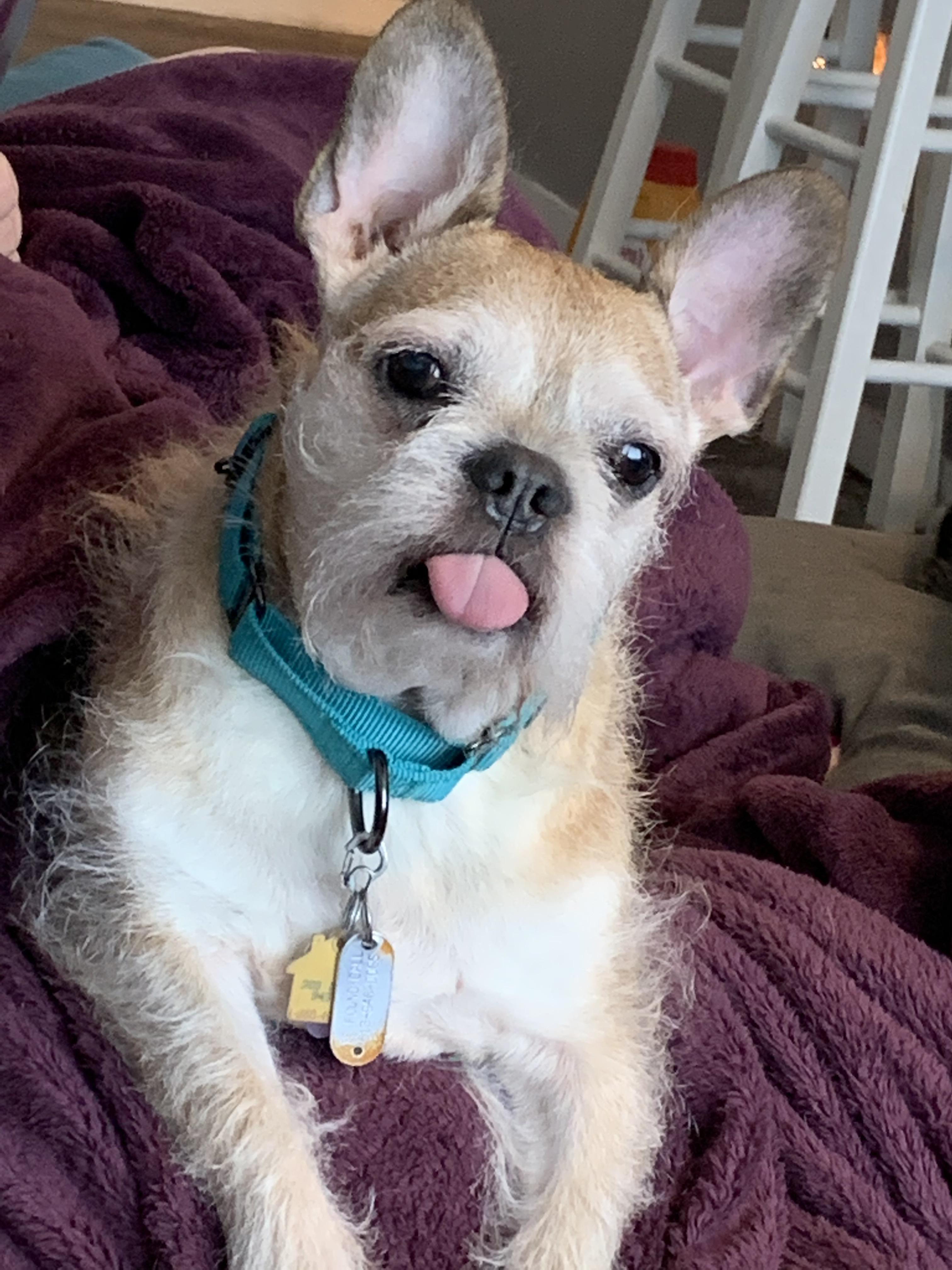 Are French Bulldog mixes acceptable? This is my Frenchie mix (with what