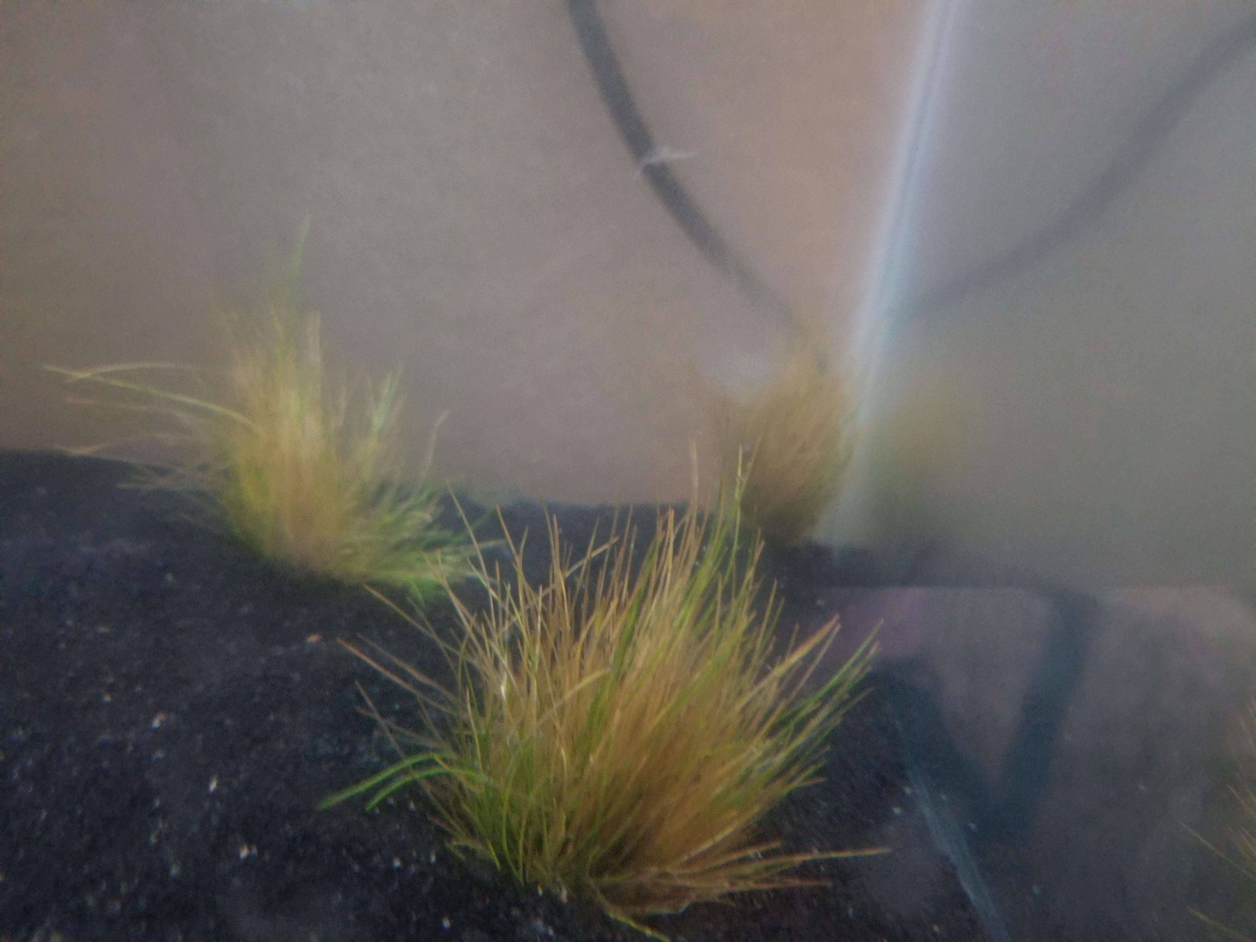 Does anyone know what kind of grass this is planted in my 10 gallon