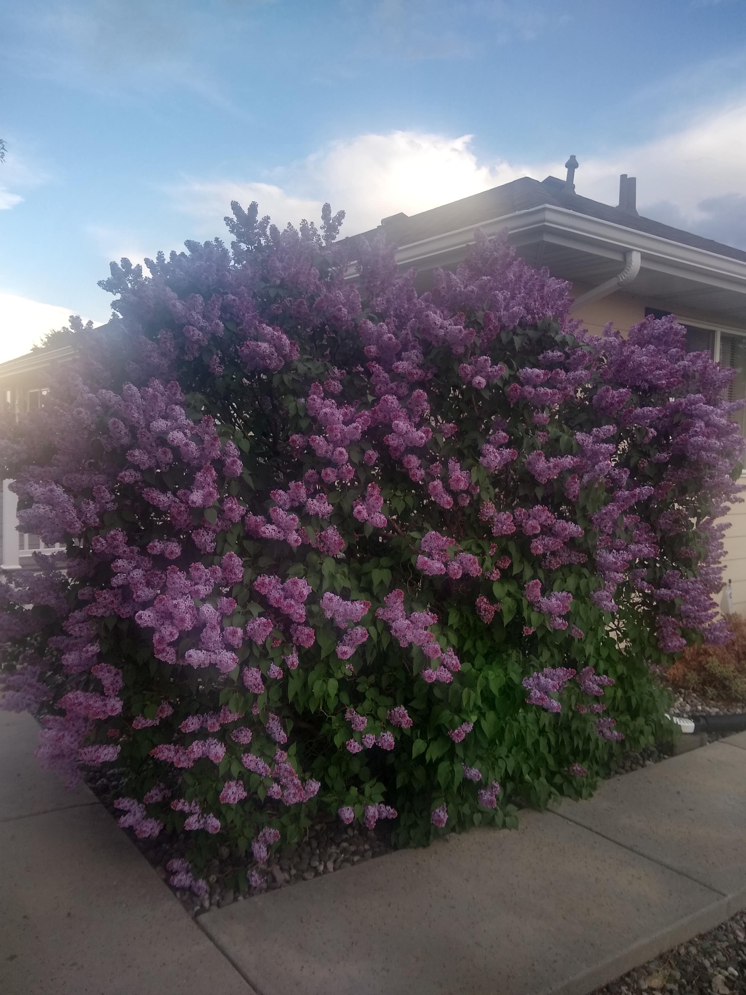 Lilac bush got really big this year. It smells so dang good. : r/pics