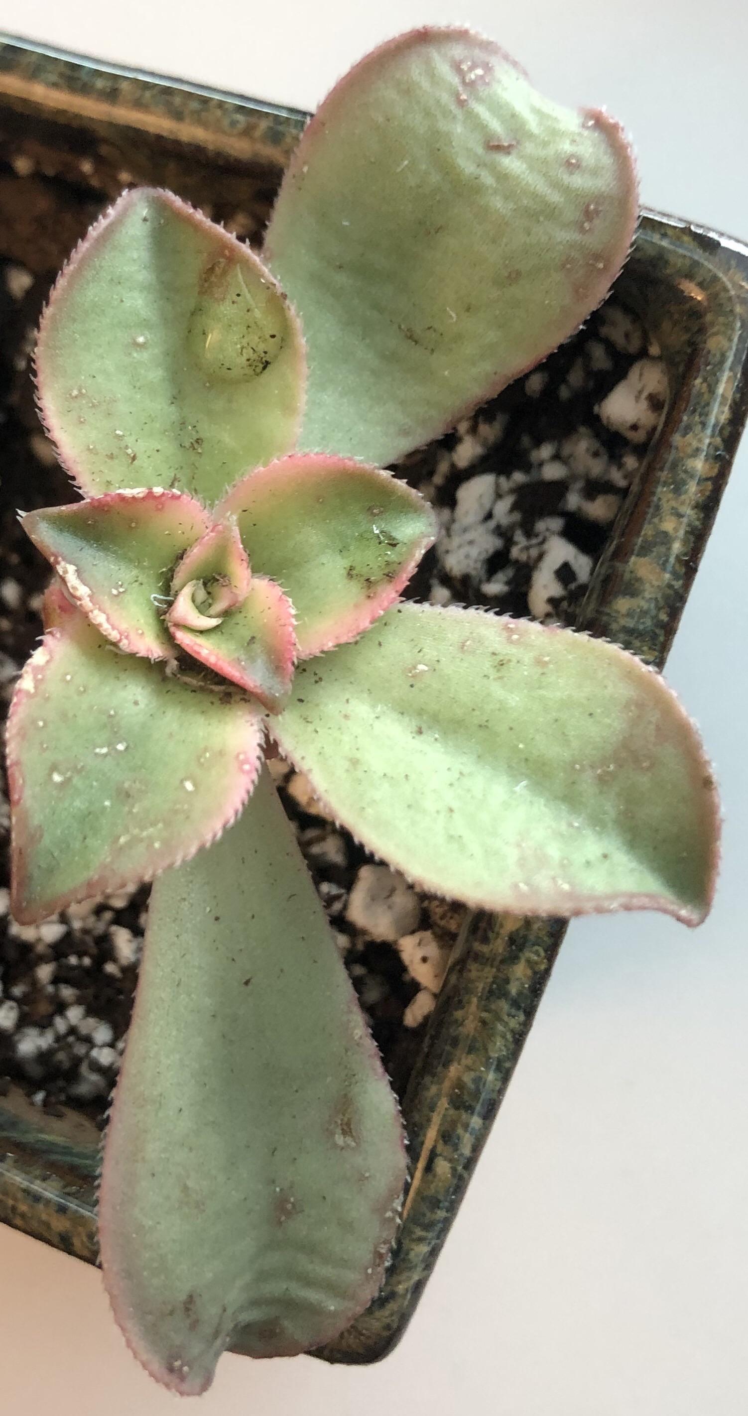 Help! Does anyone know what is infecting or eating my succulent
