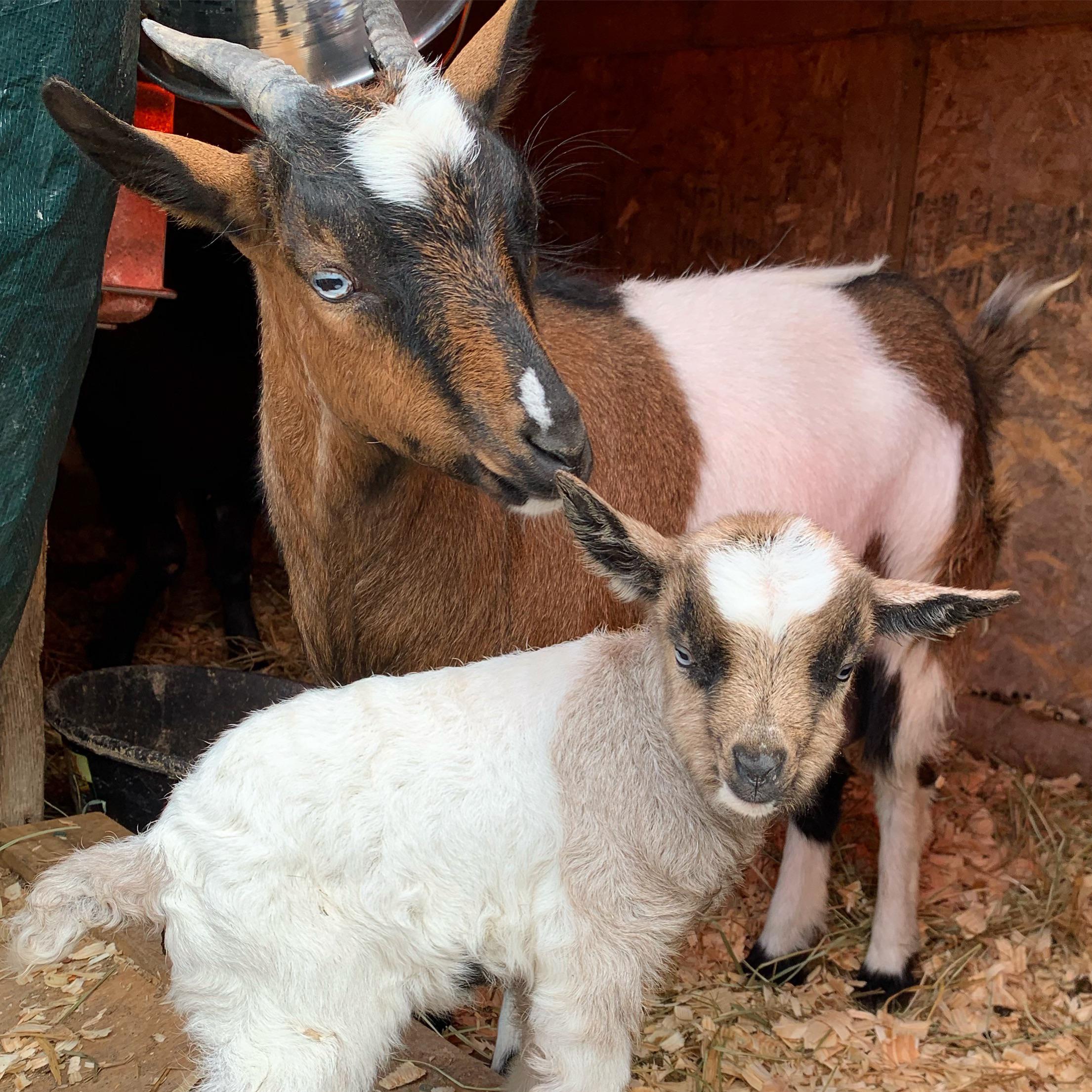 5 months after husband declared “no more animals,” I got my bonus goat