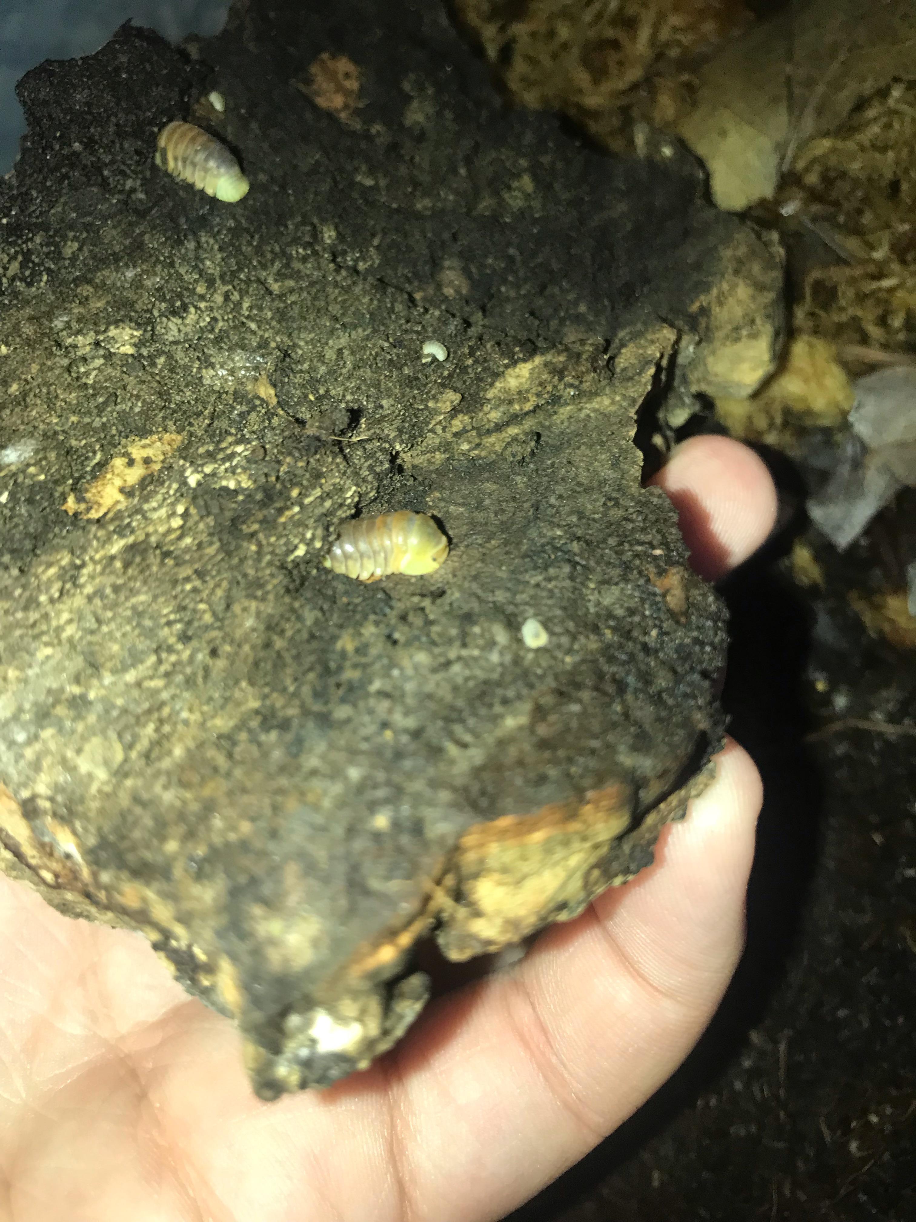 Rubber ducky babies!! isopods