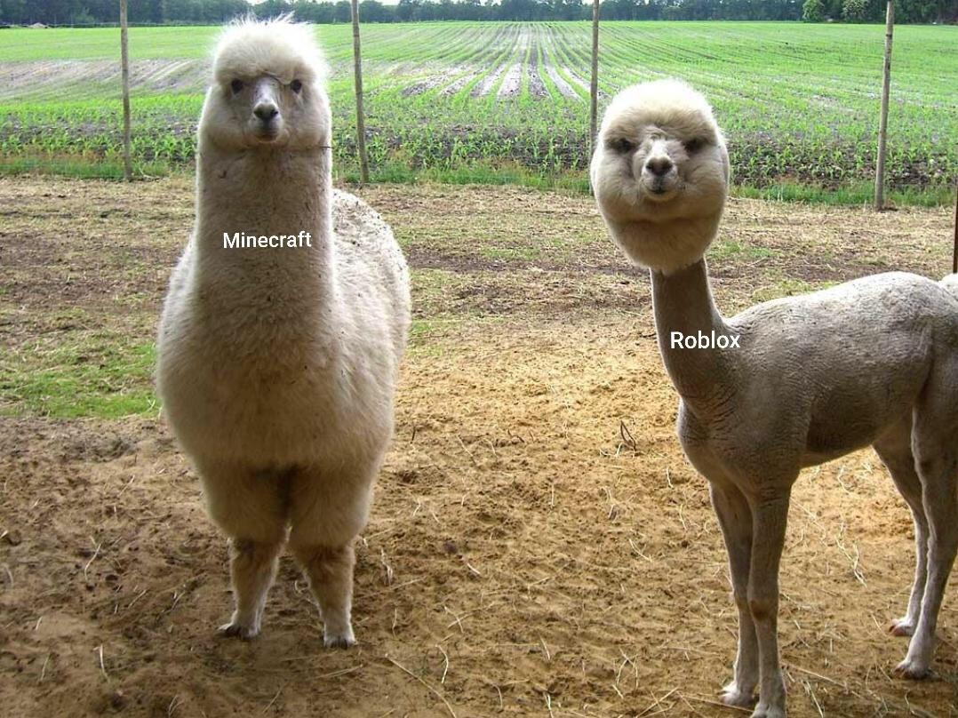 A Llama meme InsiderMemeBot_Test2