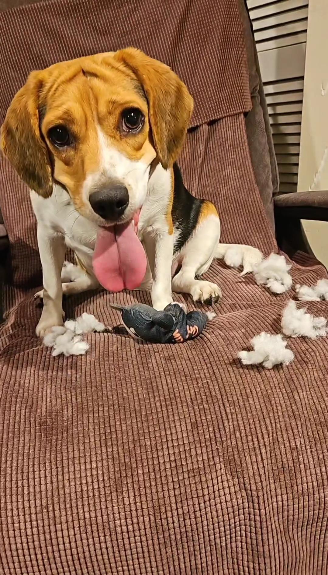 How much is she supposed to weigh? r/beagles