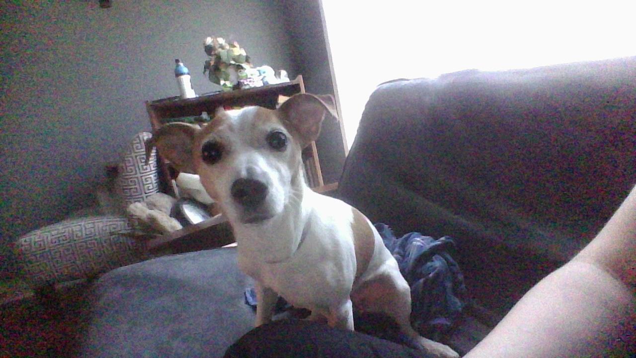 here is my dog show me yours r/dogloverscentral