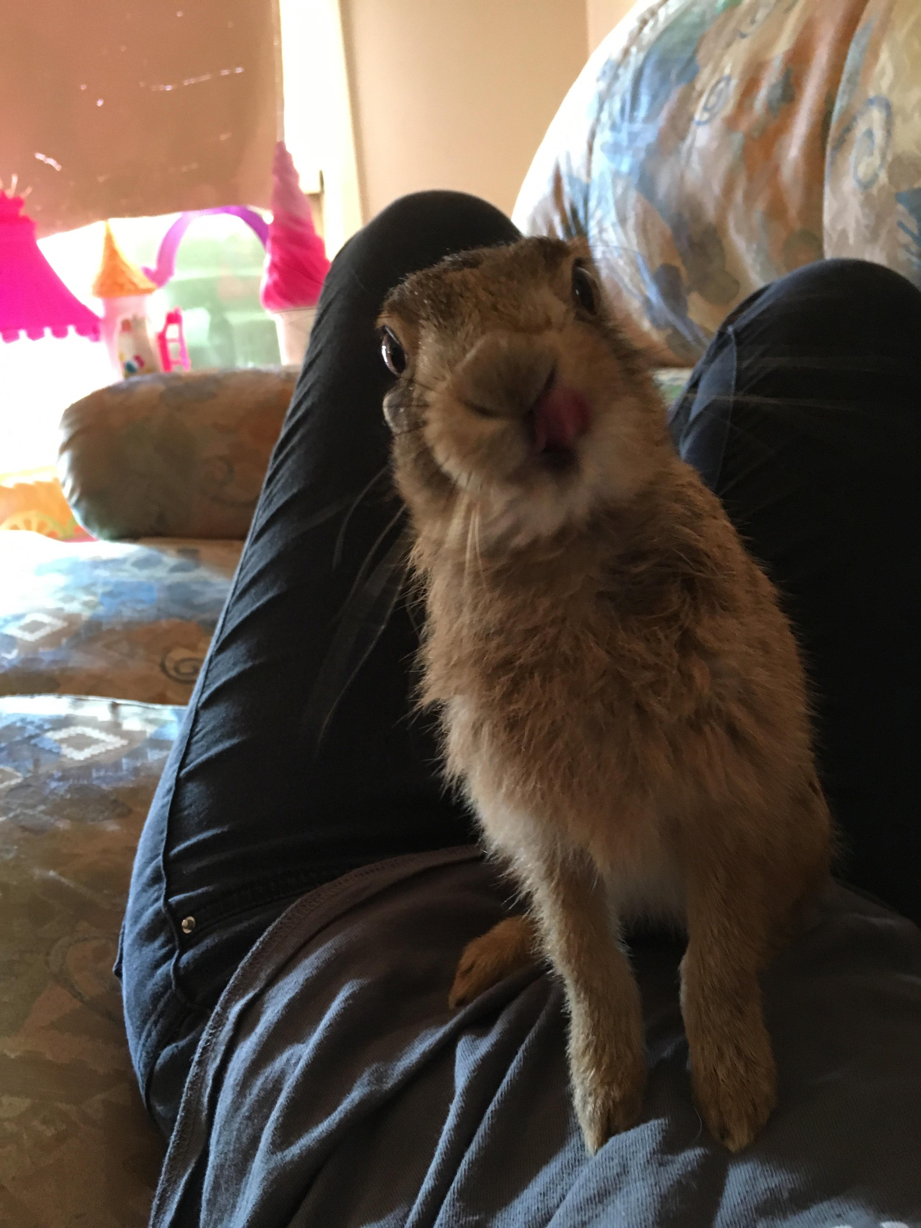 Hi Mum, more milk please. Rabbits