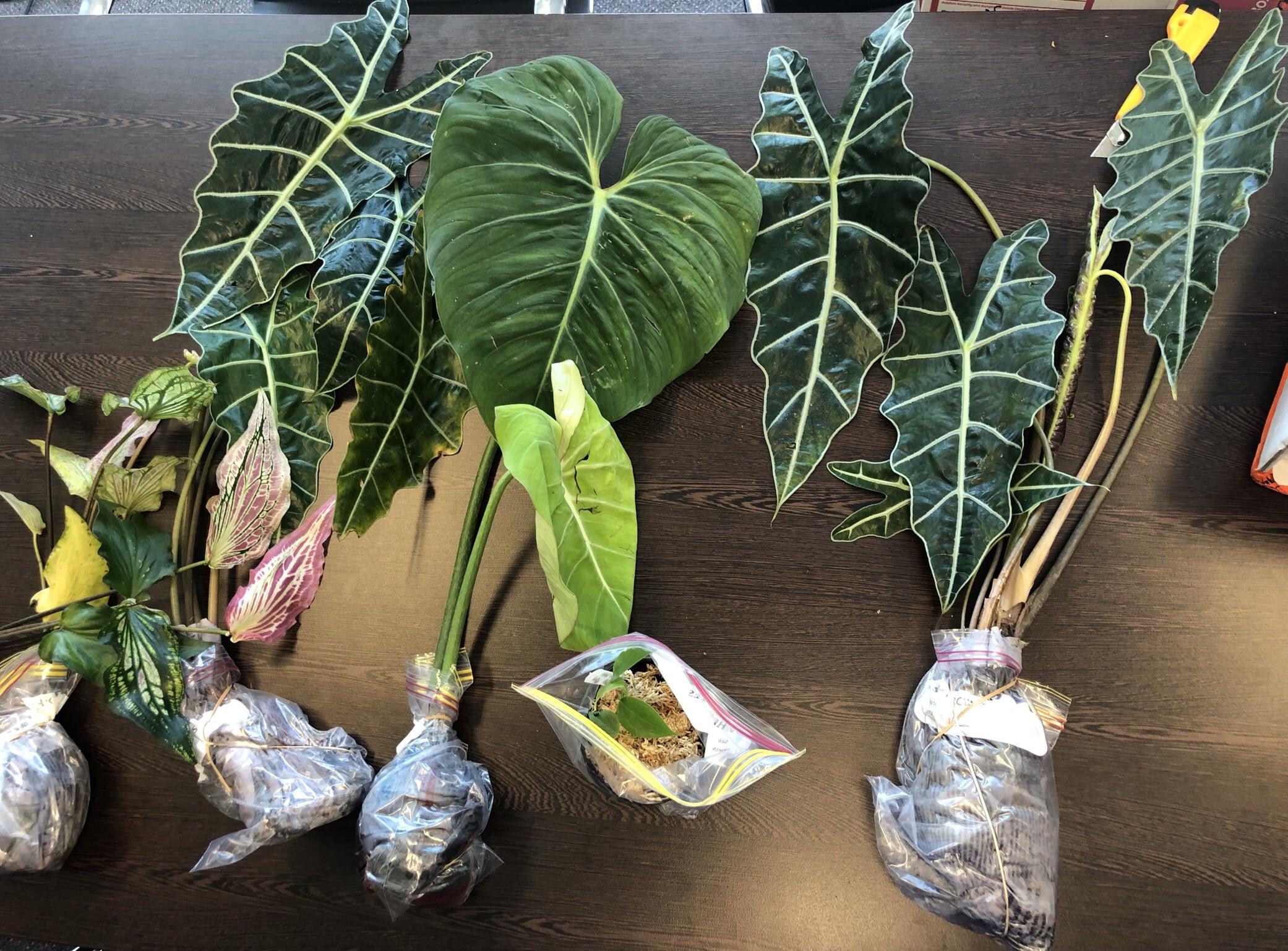 Check out today’s plant mail 📦🤩🌱