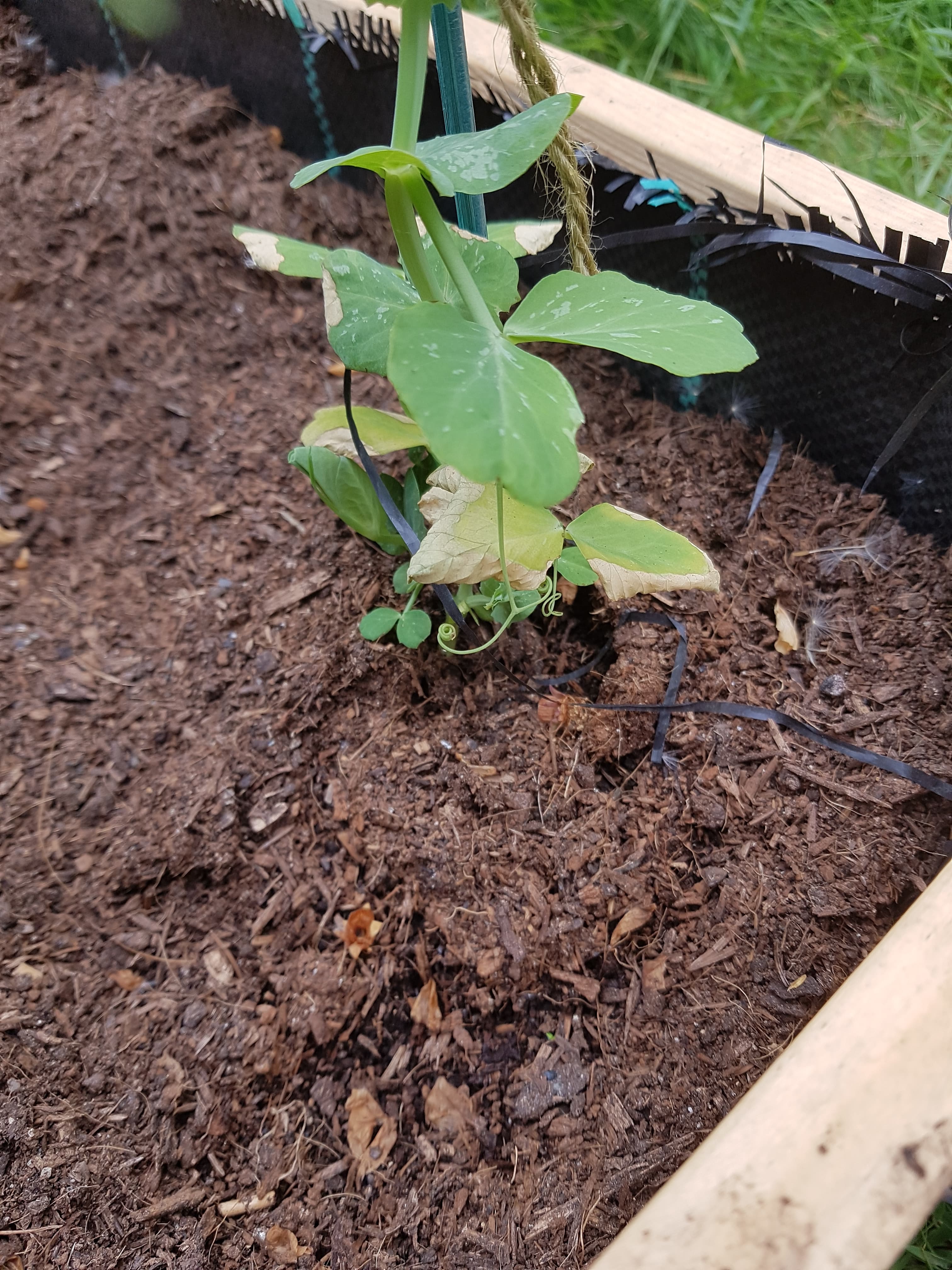 What are these crispy yellow spots at the bottom of my pea plant? The