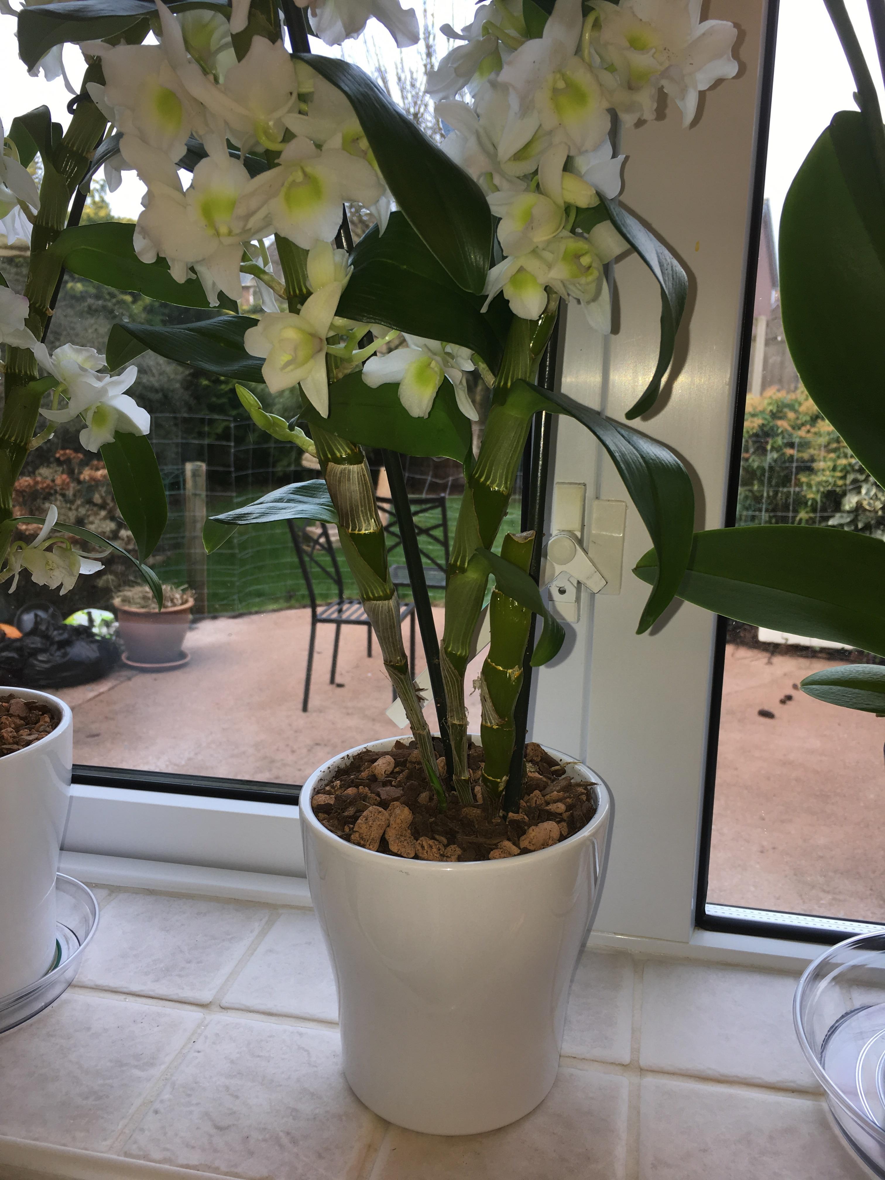Orchid Flower Stem Broke Best Flower Site