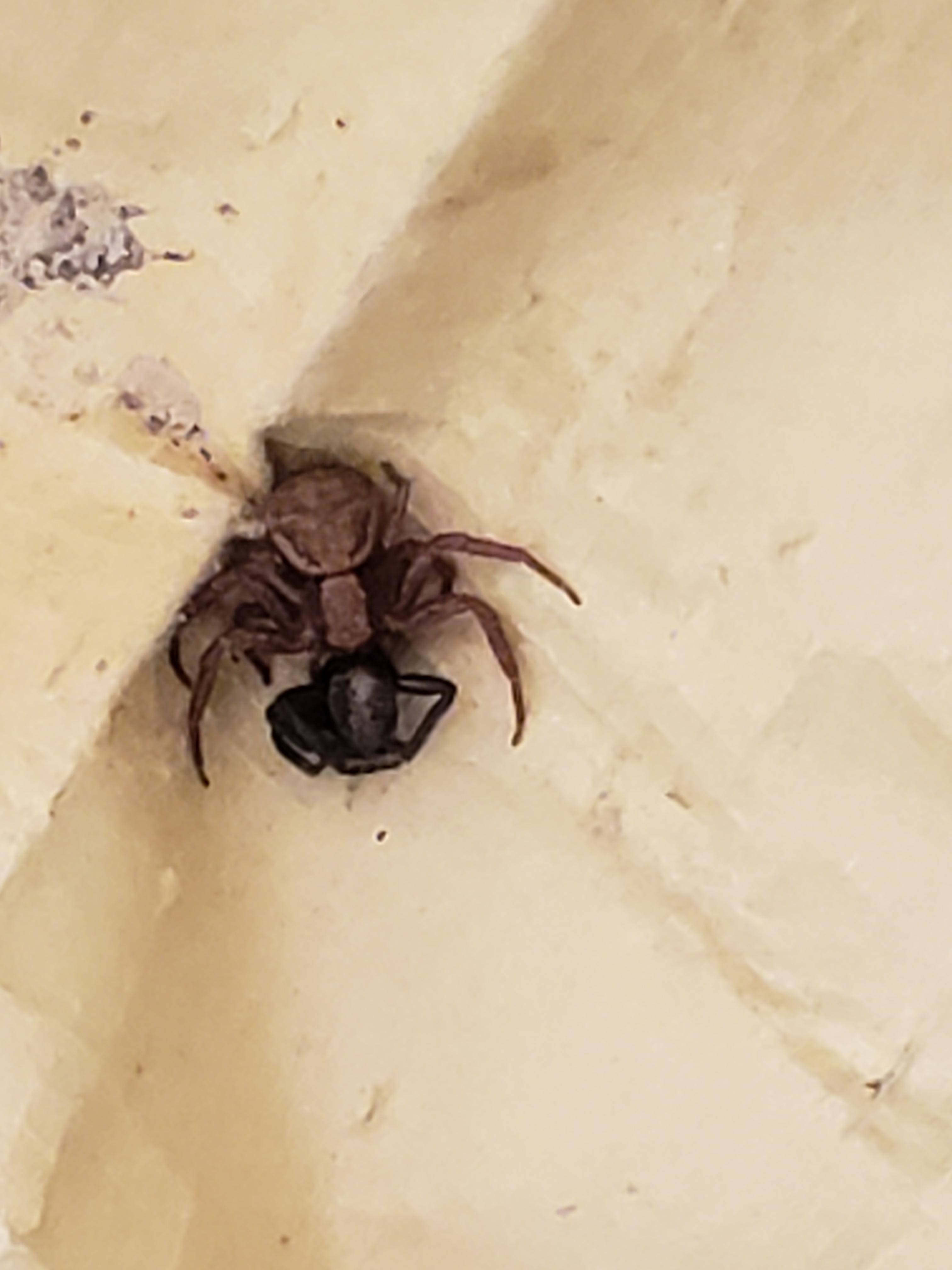 Another one to identify, bajillions of these at the new farm property