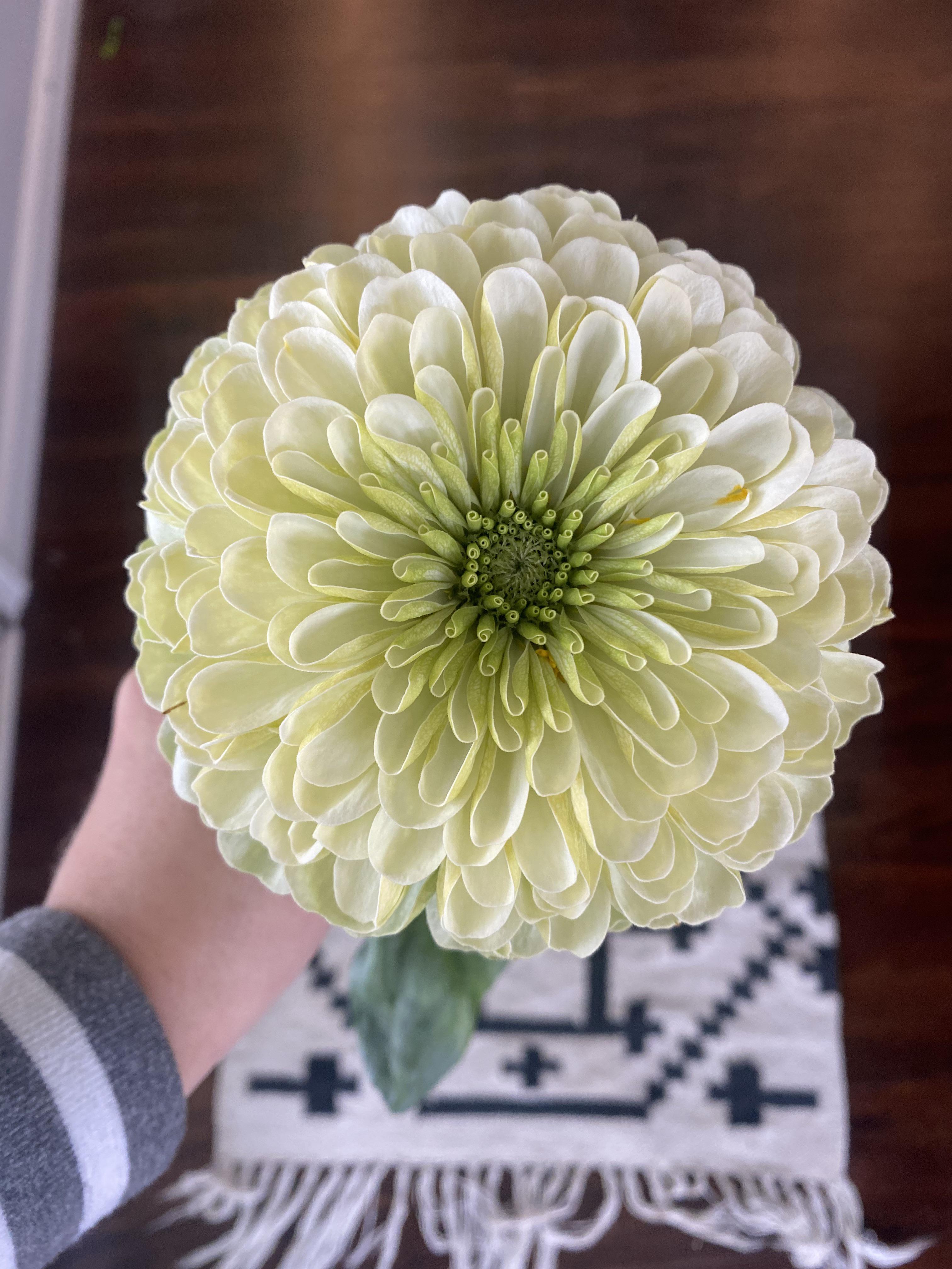 My first hydro flower! So amazing to be able to grow during the winter