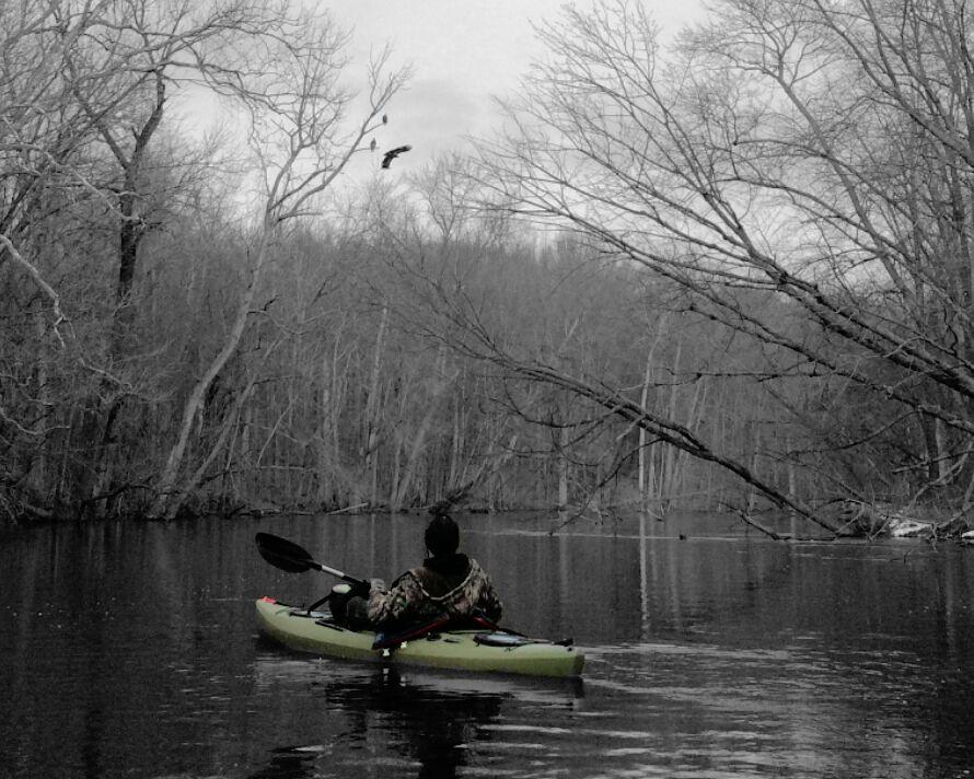 Bald Eagles North Island Kayak