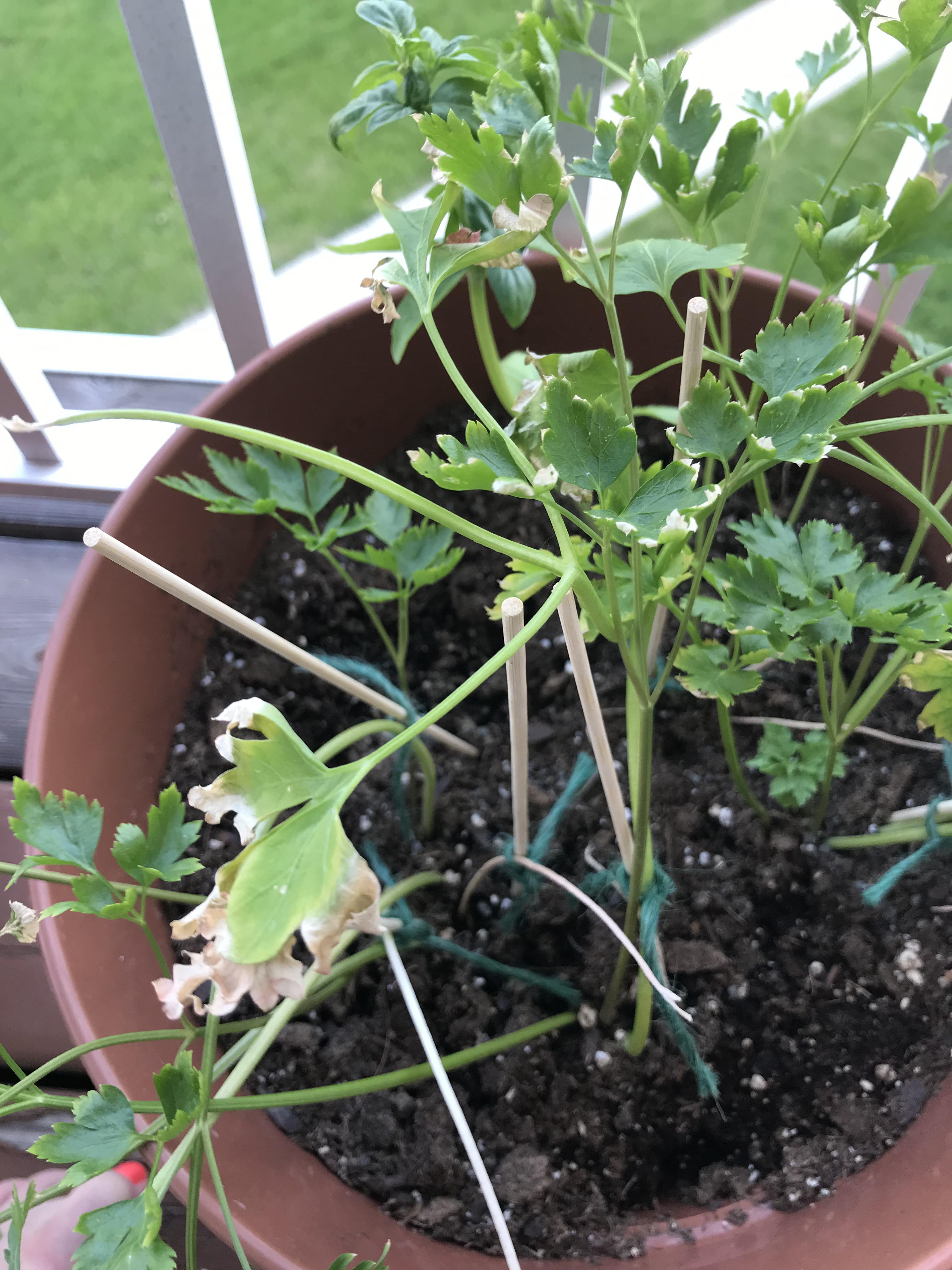 Why are my parsley’s edges turning brown? r/plantclinic