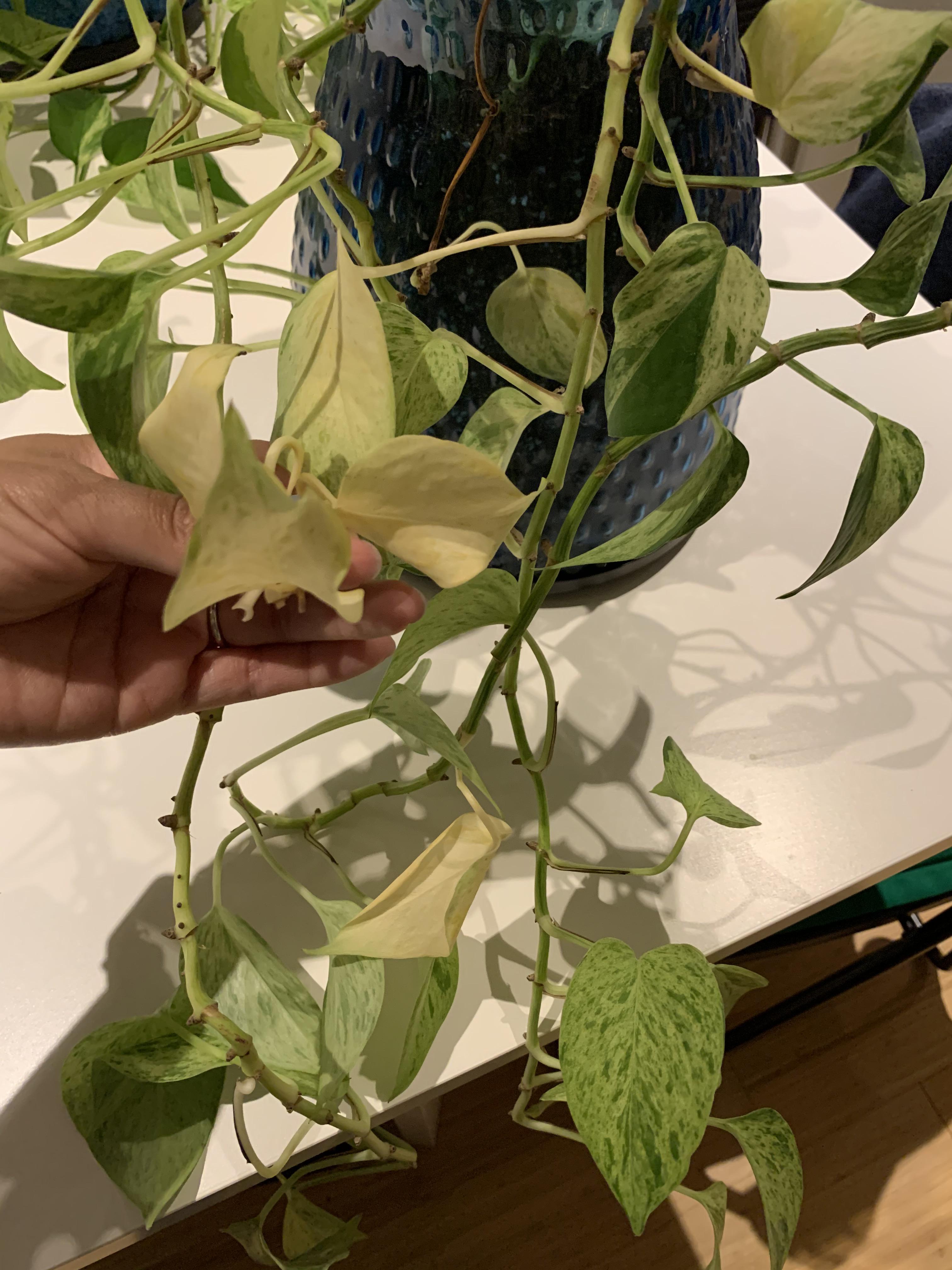 Yellow Leaves In Pothos Pothos Plant