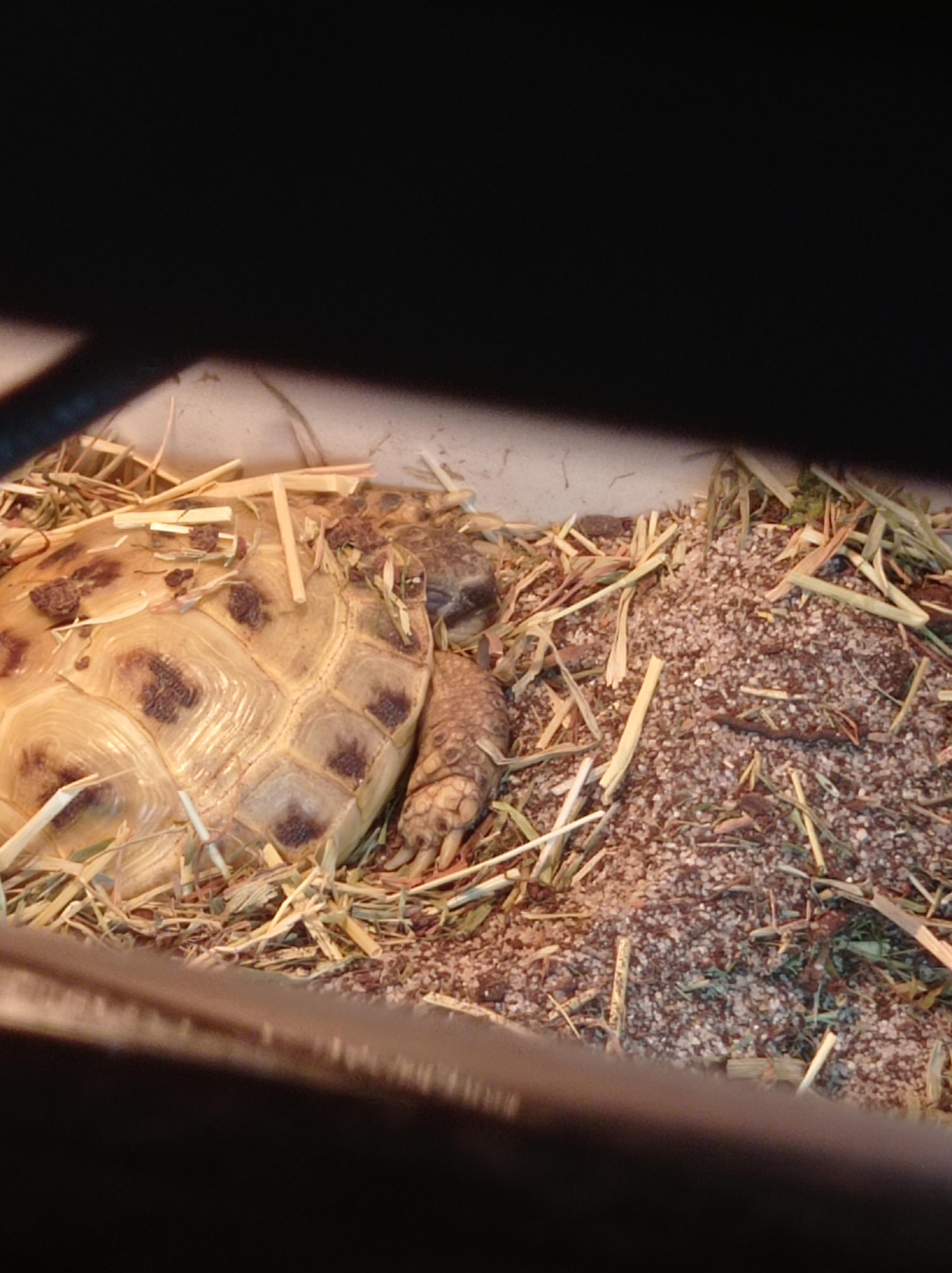 Uma has the cutest nap face r/tortoise