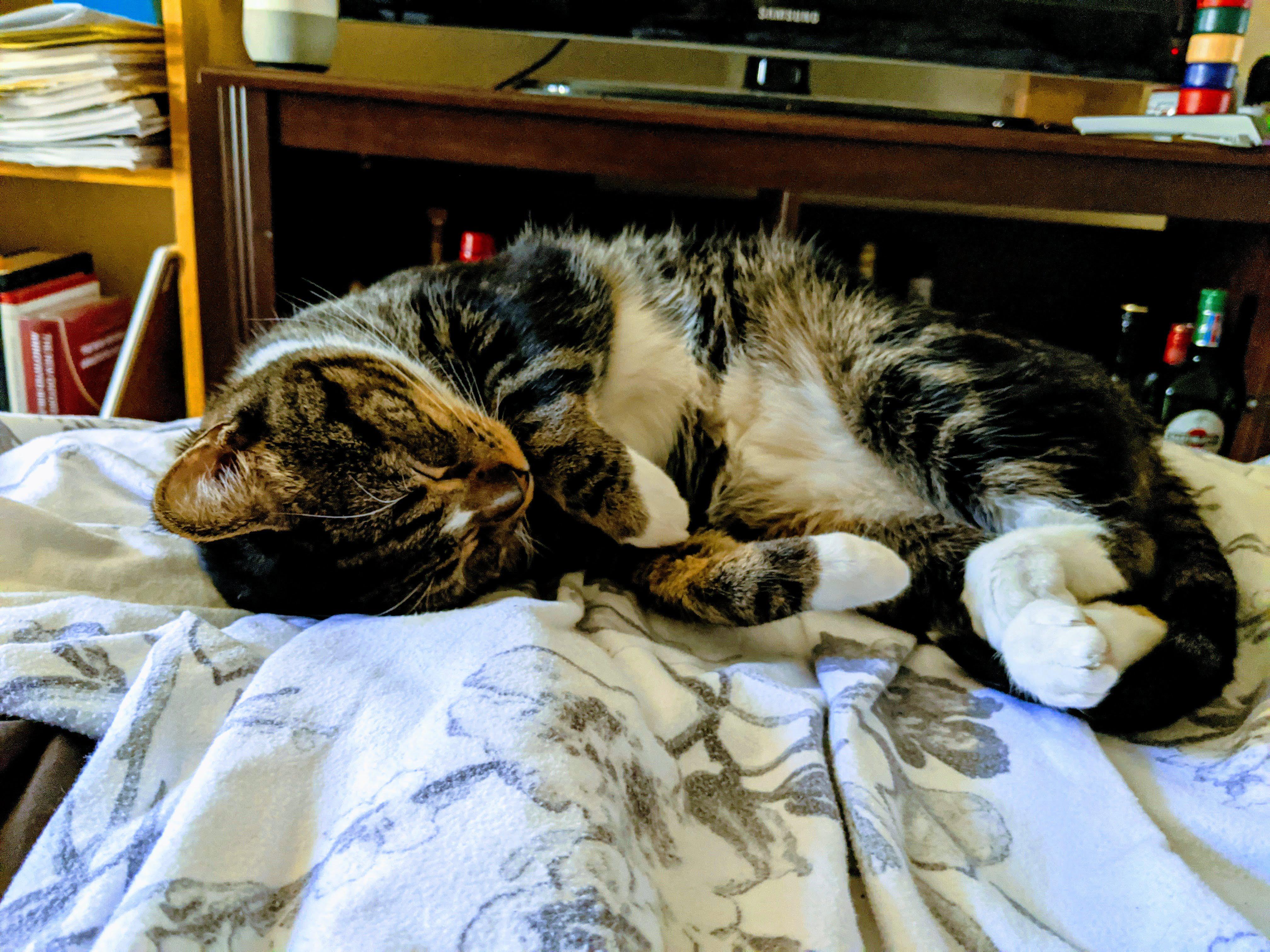 My roommate's cat likes my bed r/curledfeetsies