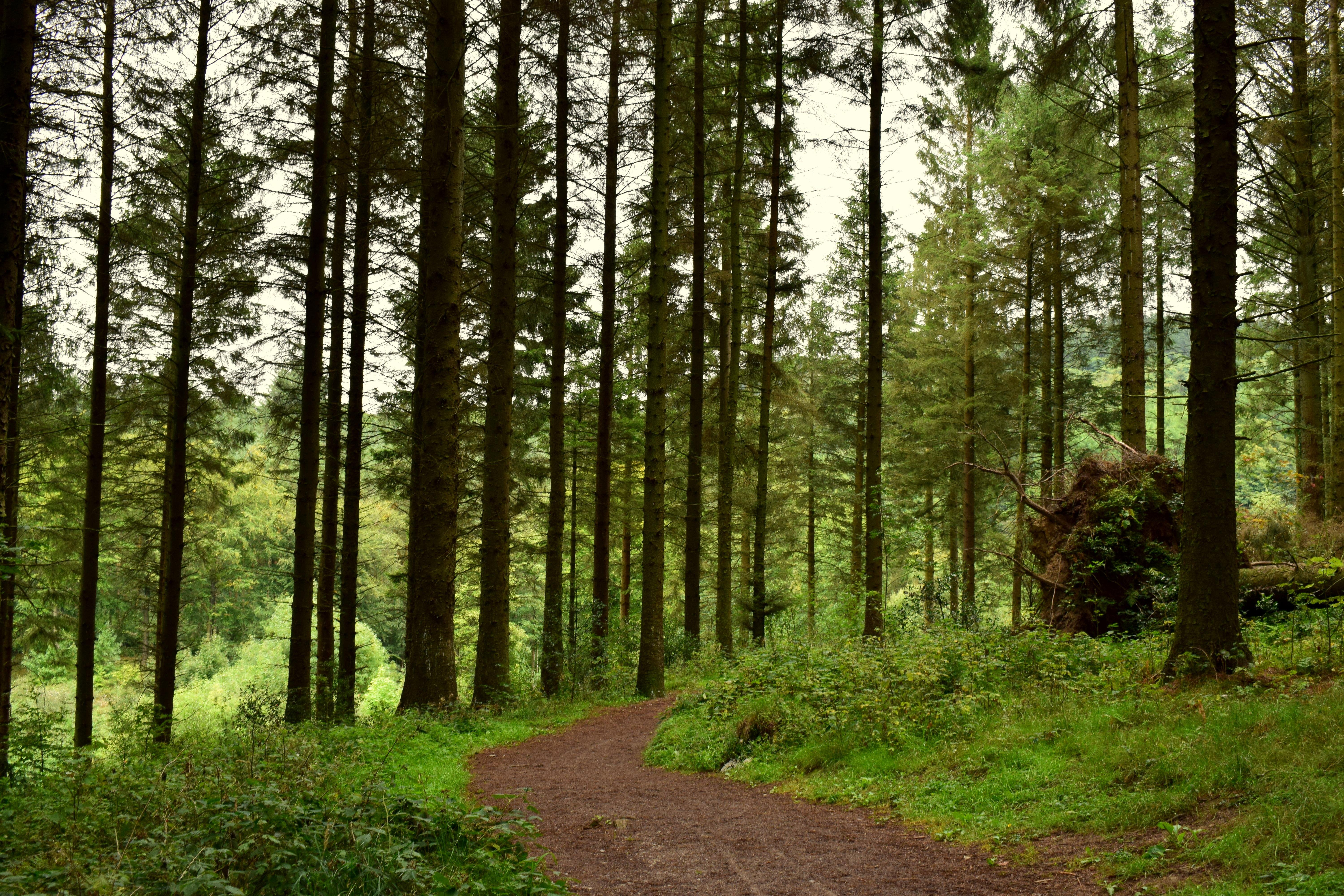 Walking through Macclesfield Forest, UK. [OC][6000x4000] r/EarthPorn