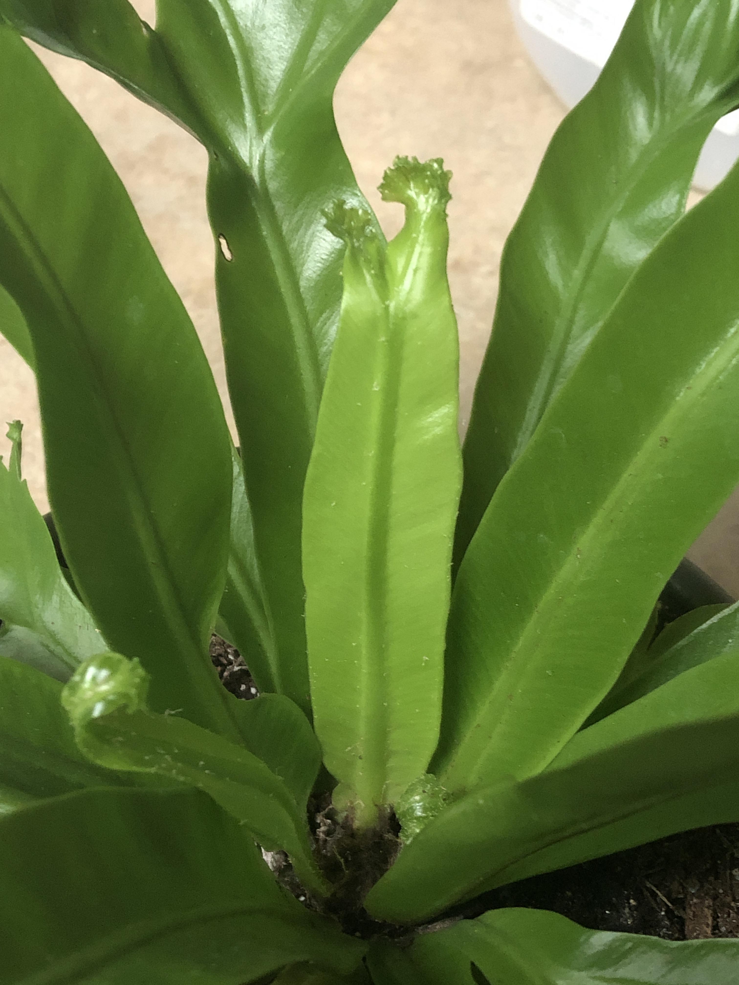 Little white specks on my lettuce fern. Are they bugs? Is this normal
