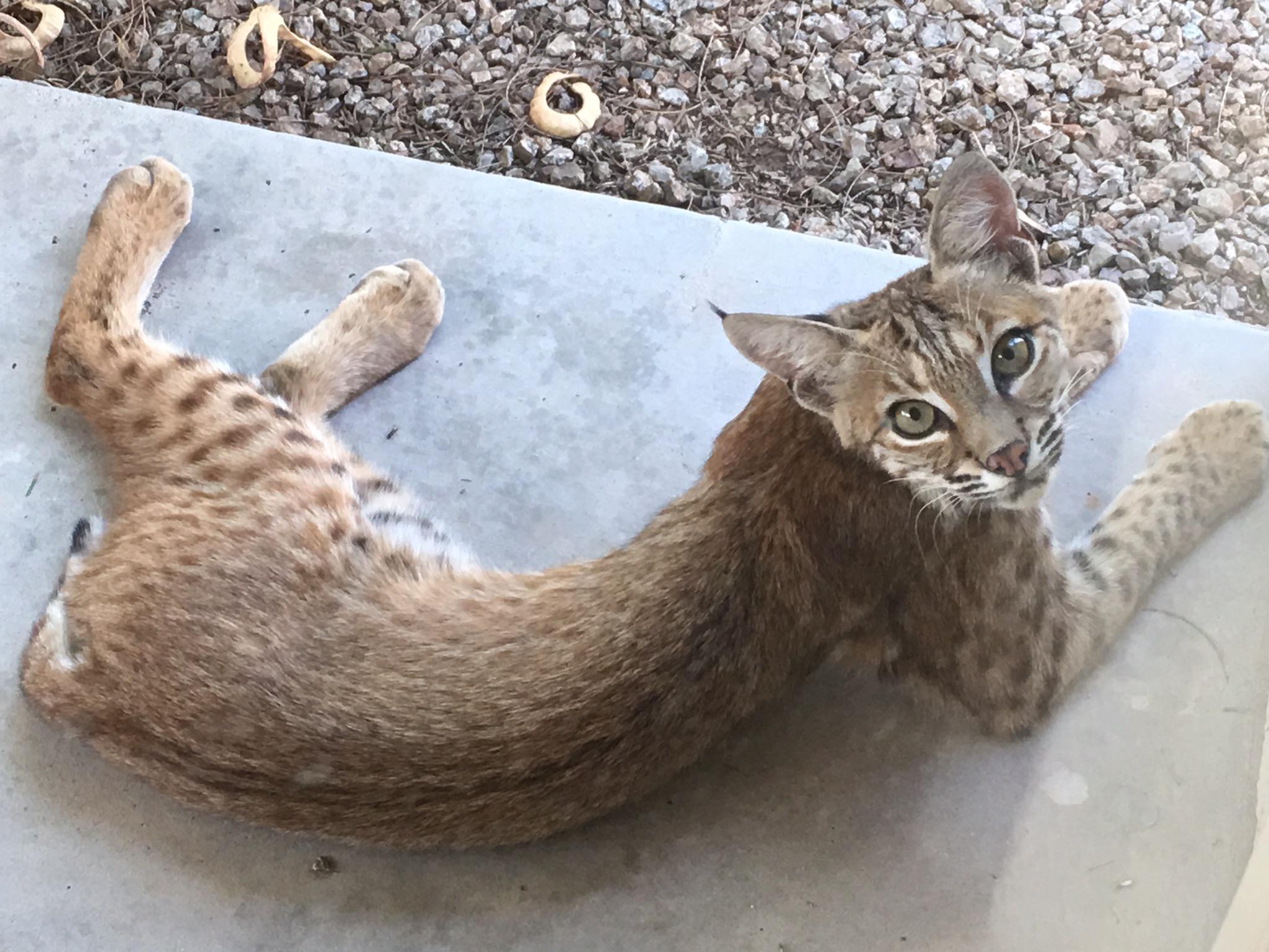 Bobcat lounging on my front porch. Gotta love the Arizona desert. r/cats