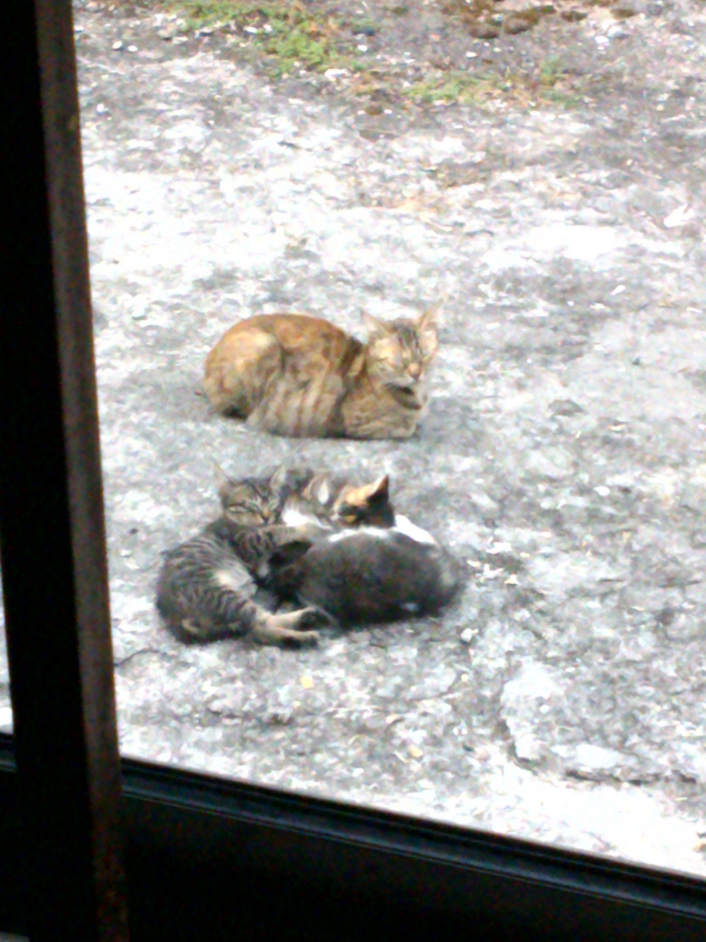 The litter stray kittens I used to look after & their mama r/CatsOnCats