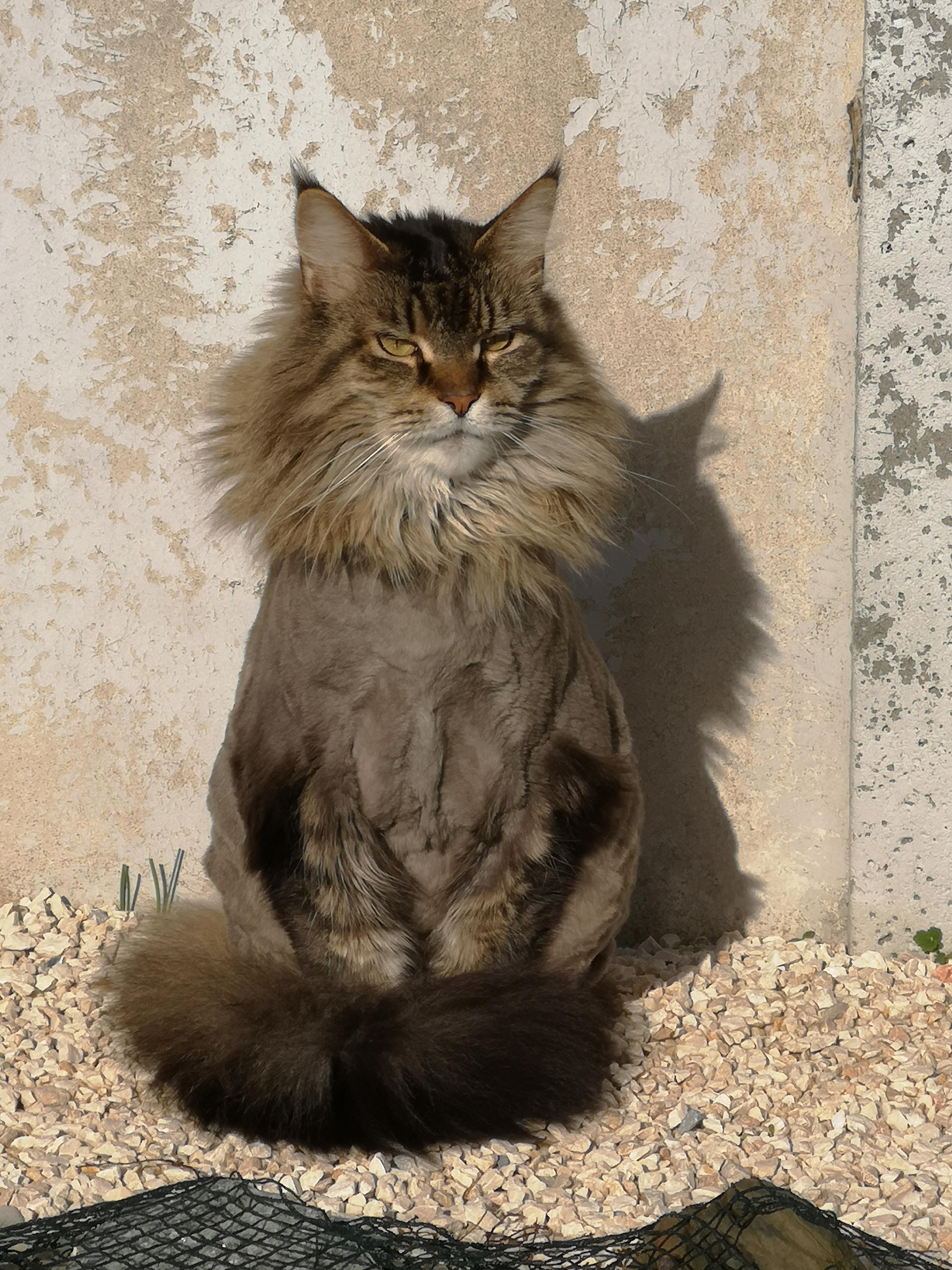 Our maine coon got a shave during winter r/cats