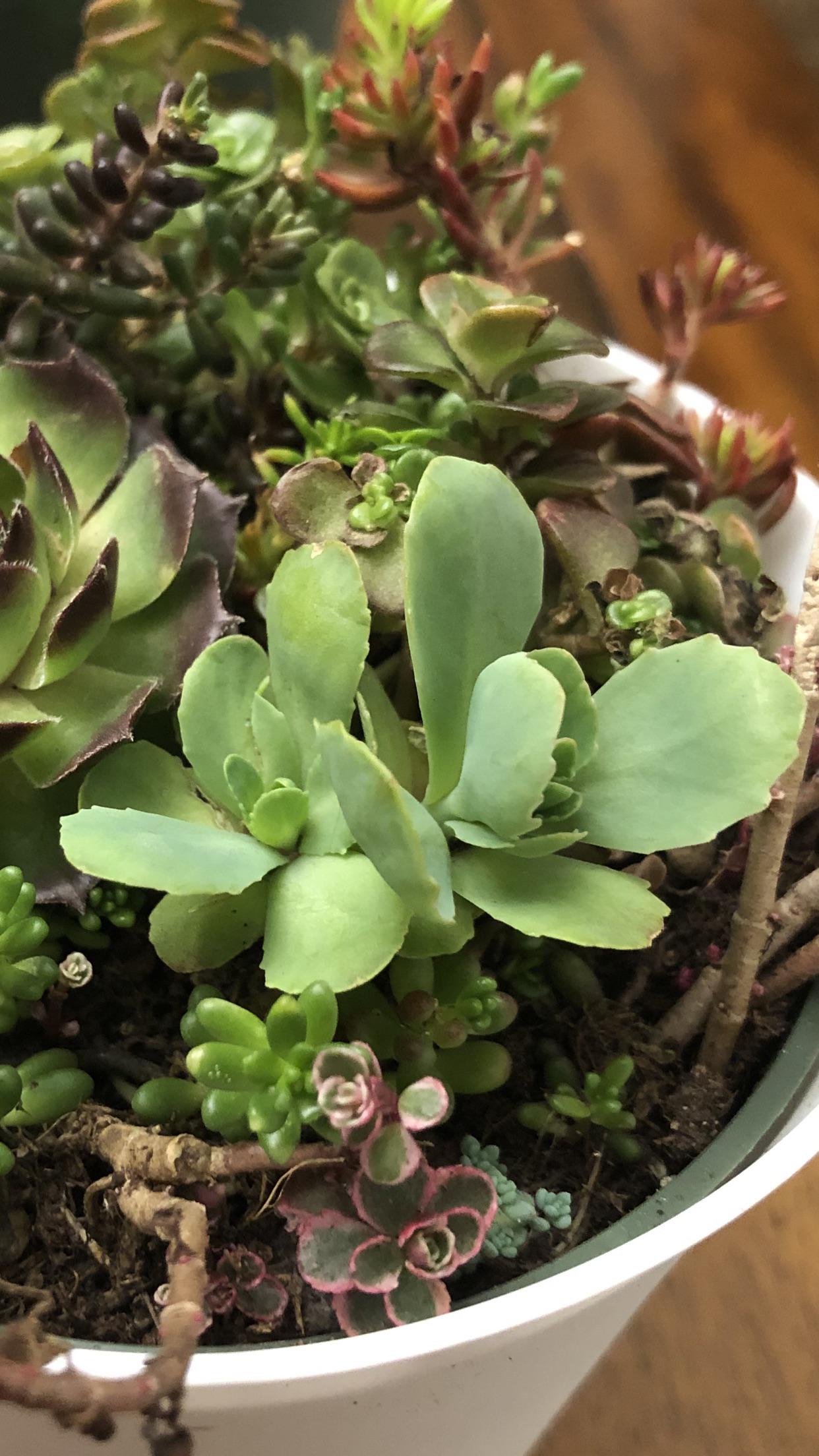 Can anybody tell me what this is? I like collecting native succulents