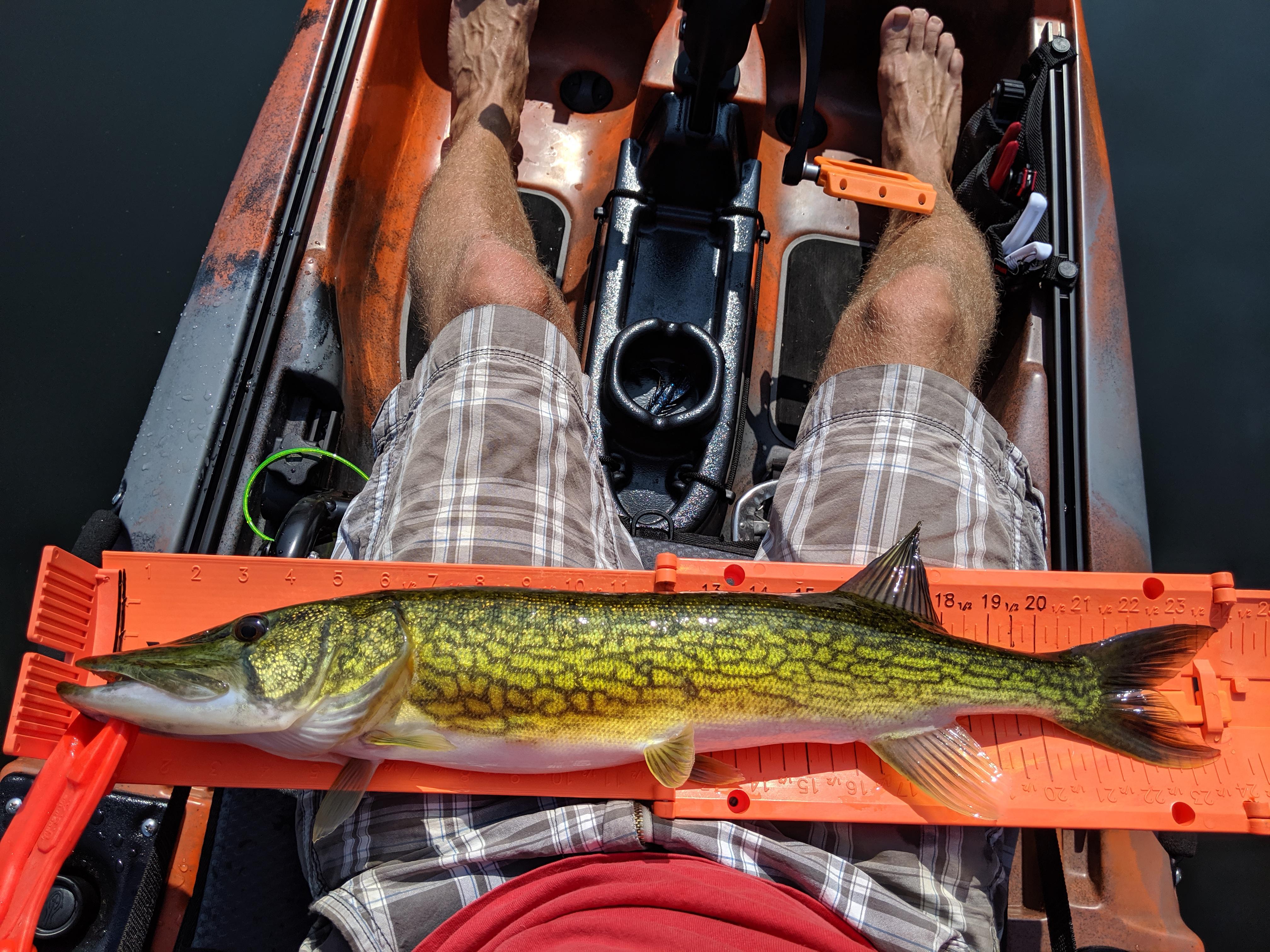 329 best Pickerel images on Pholder Fishing, Kayakfishing and Flyfishing