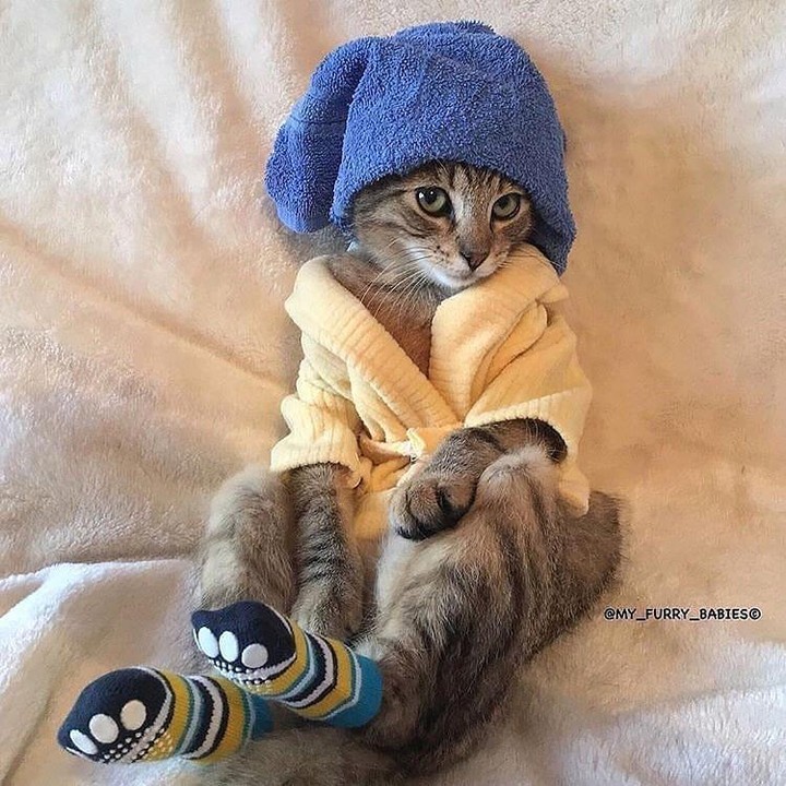 Spa Day! catpictures
