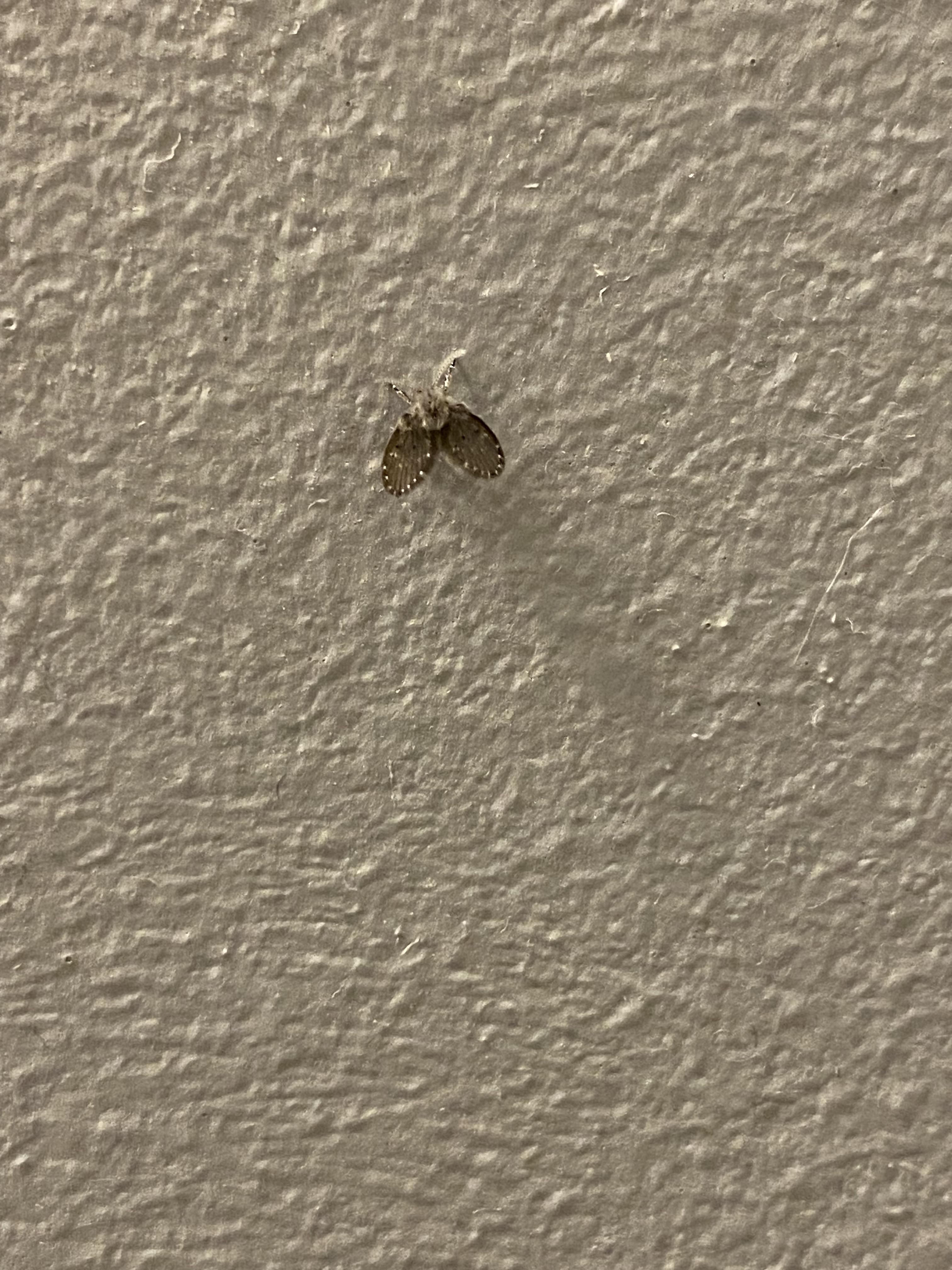 Unknown bugs invading my bathroom r/insects