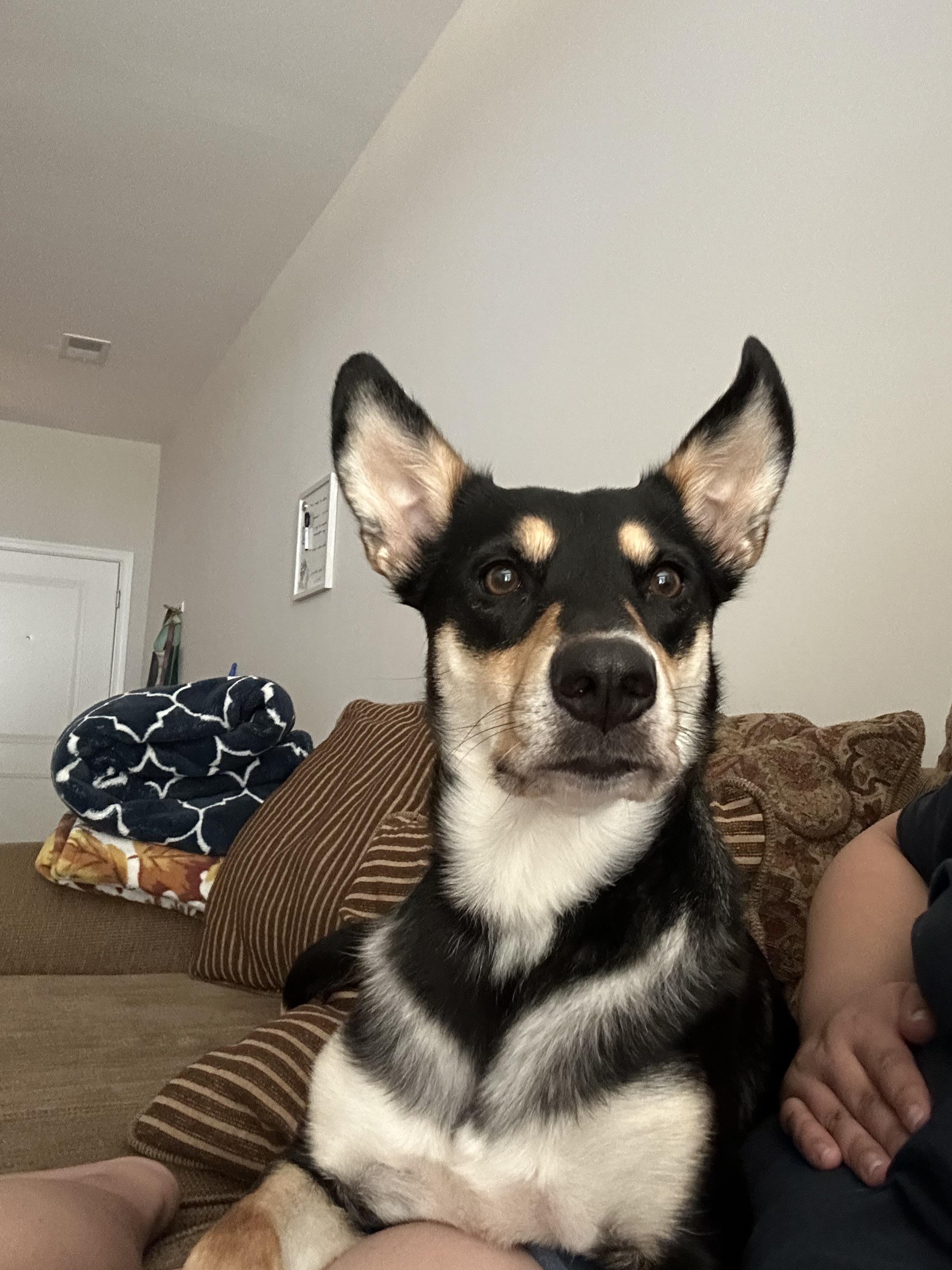 Rescued as a pup, does she look like a kelpie? r/kelpie