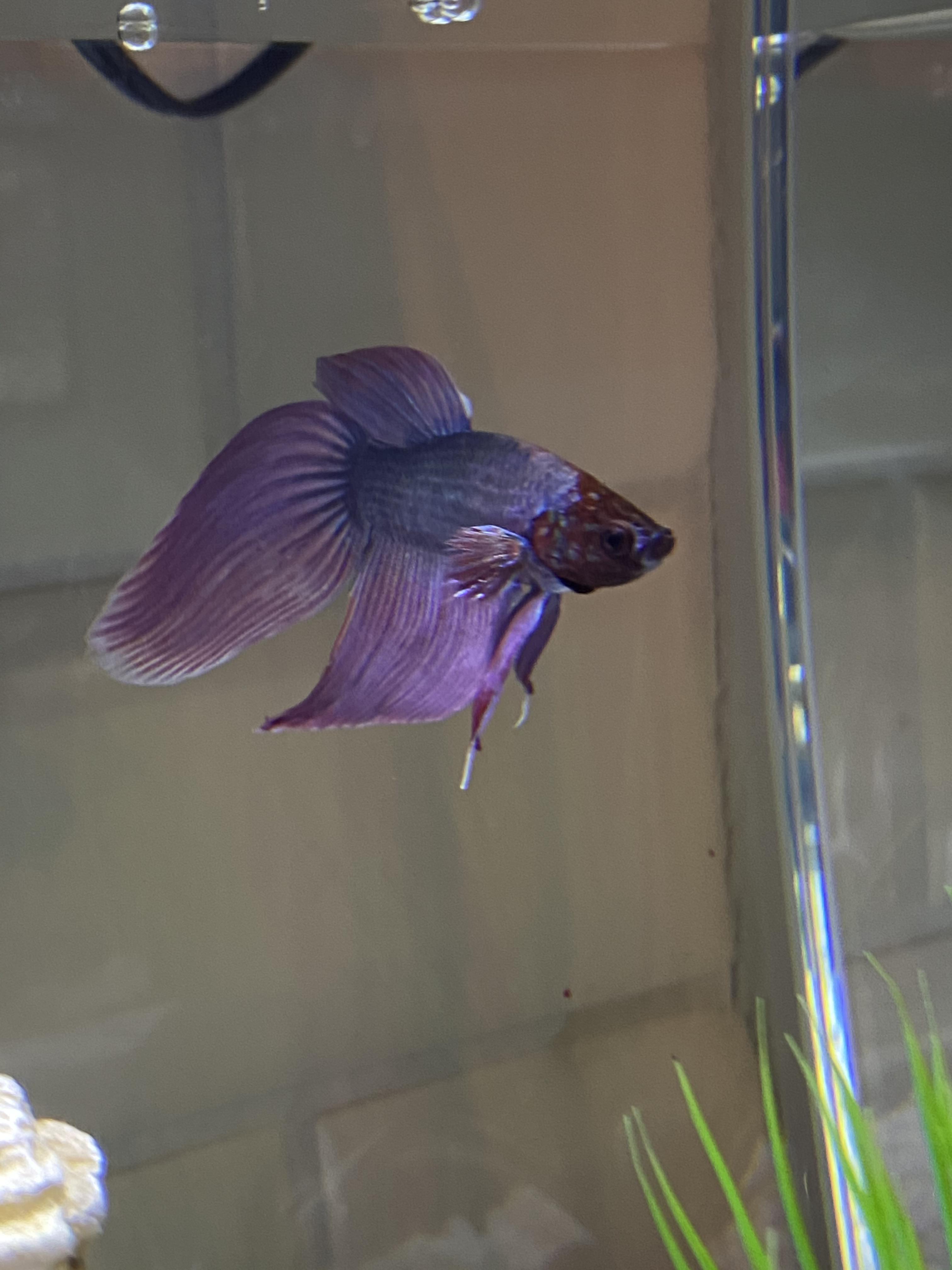 Pet store betta r/bettafish