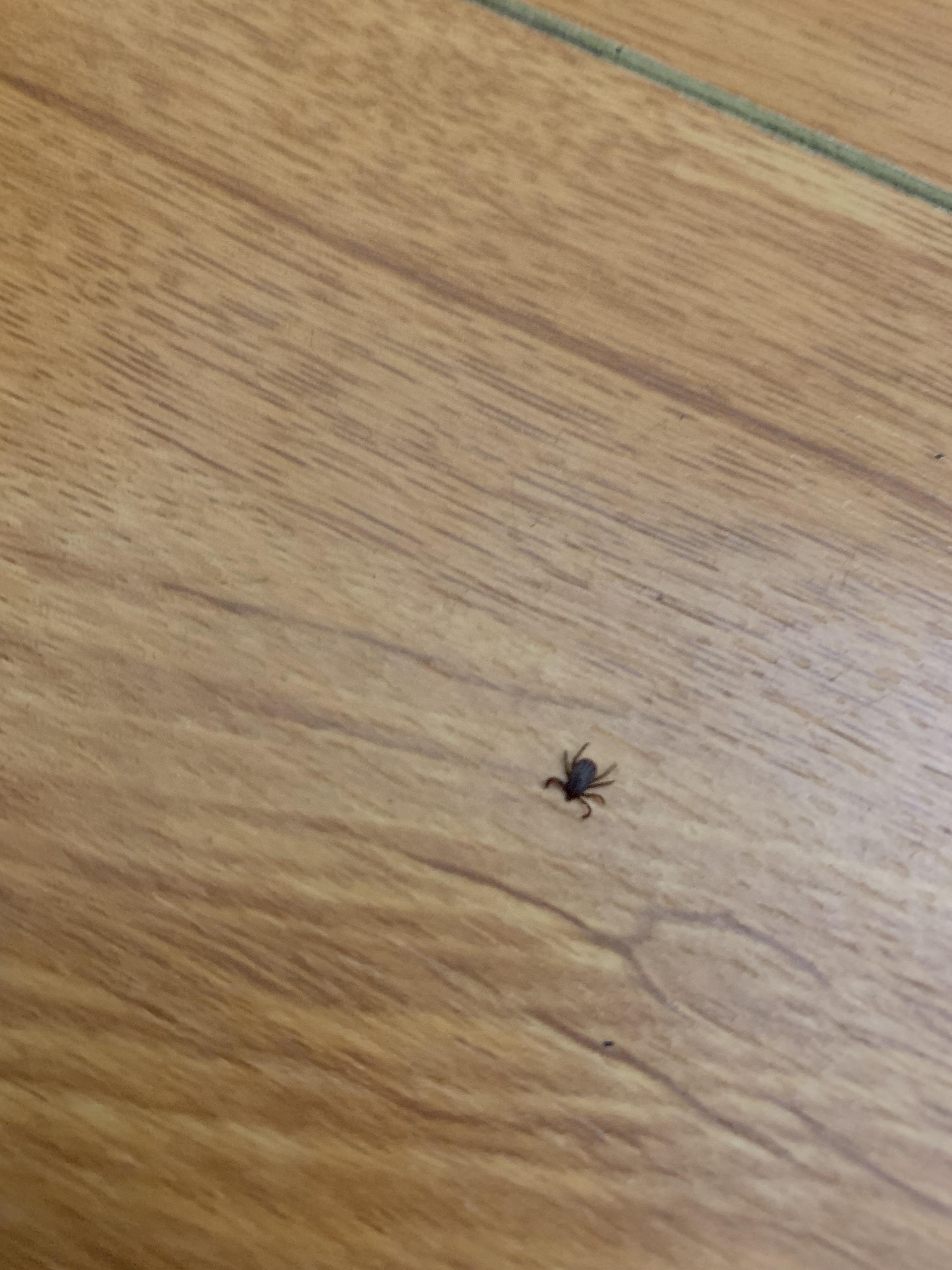 Is this a bed bug or what is it this guy was super hard to squish r/bugs