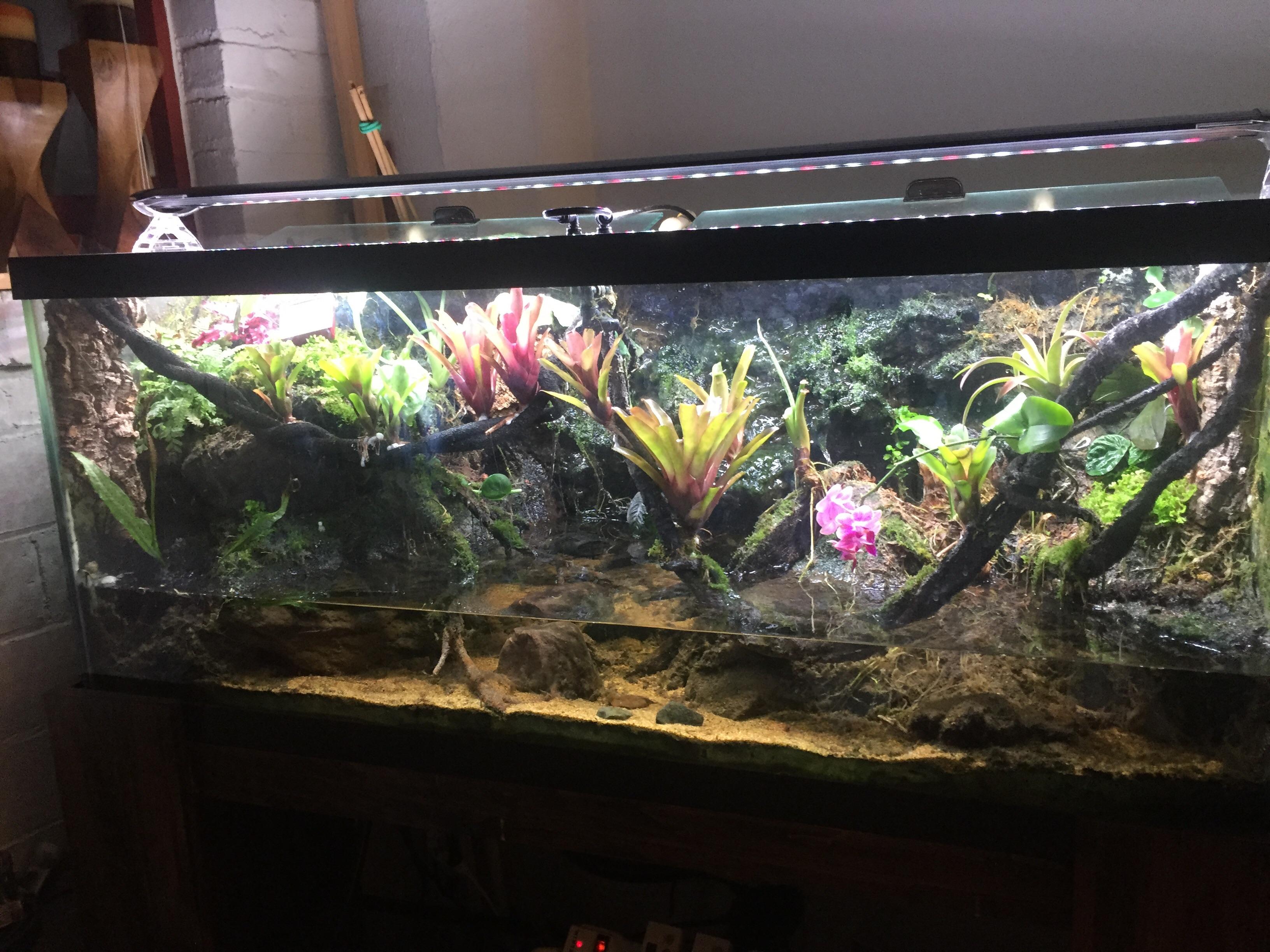 75g plant only stream edge vivarium r/Vivarium