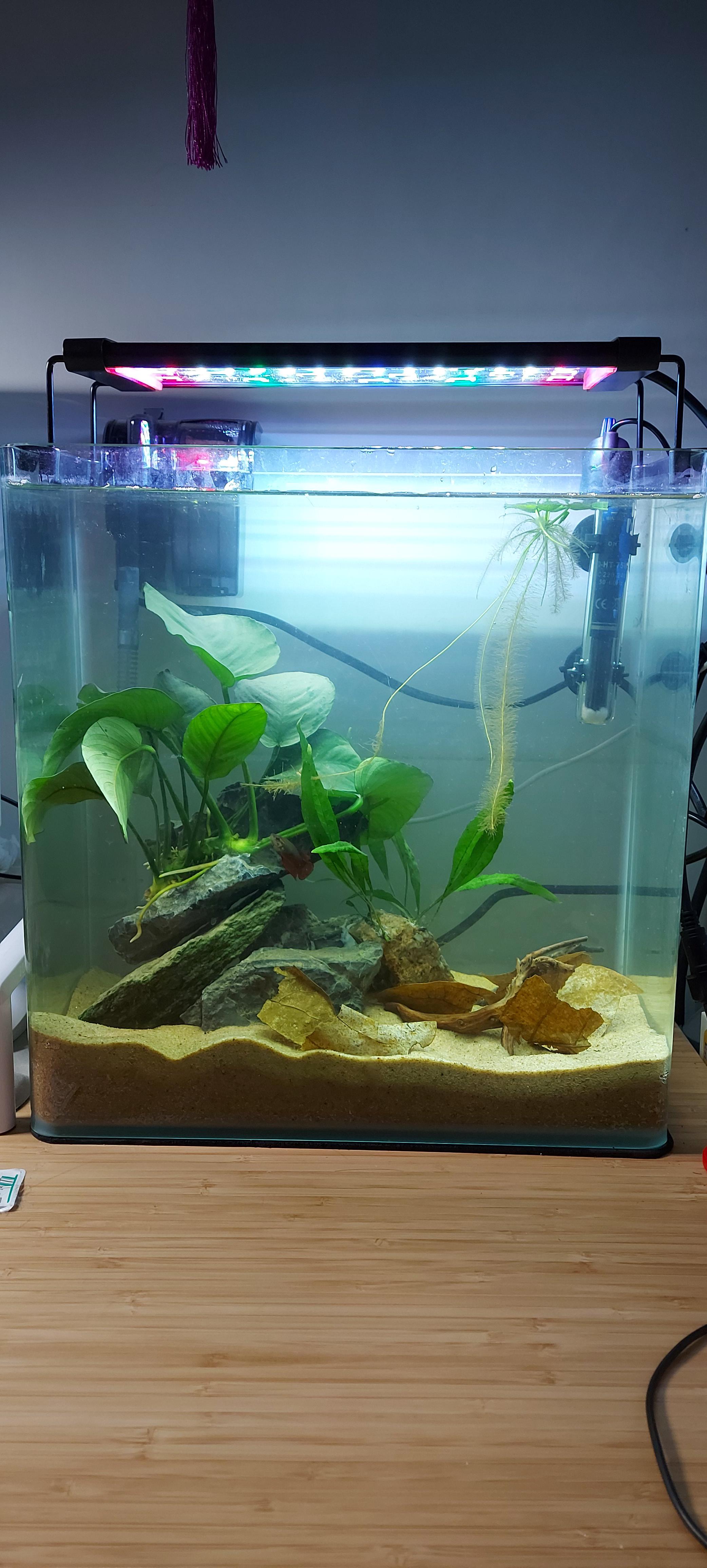 my 6 gal tall betta tank with my female betta r/Aquariums