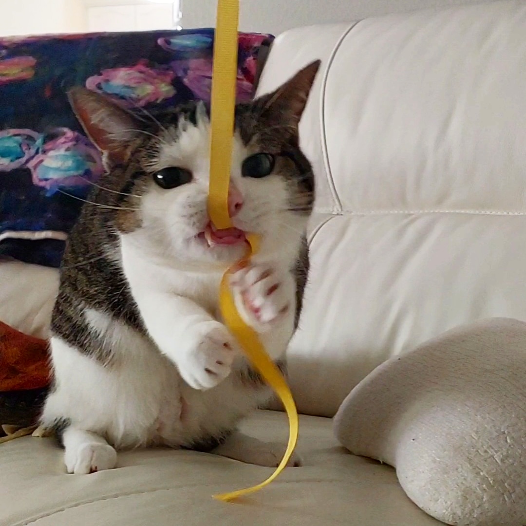 This is my cat/rabbit hybrid. Her name is Kiwi. cat