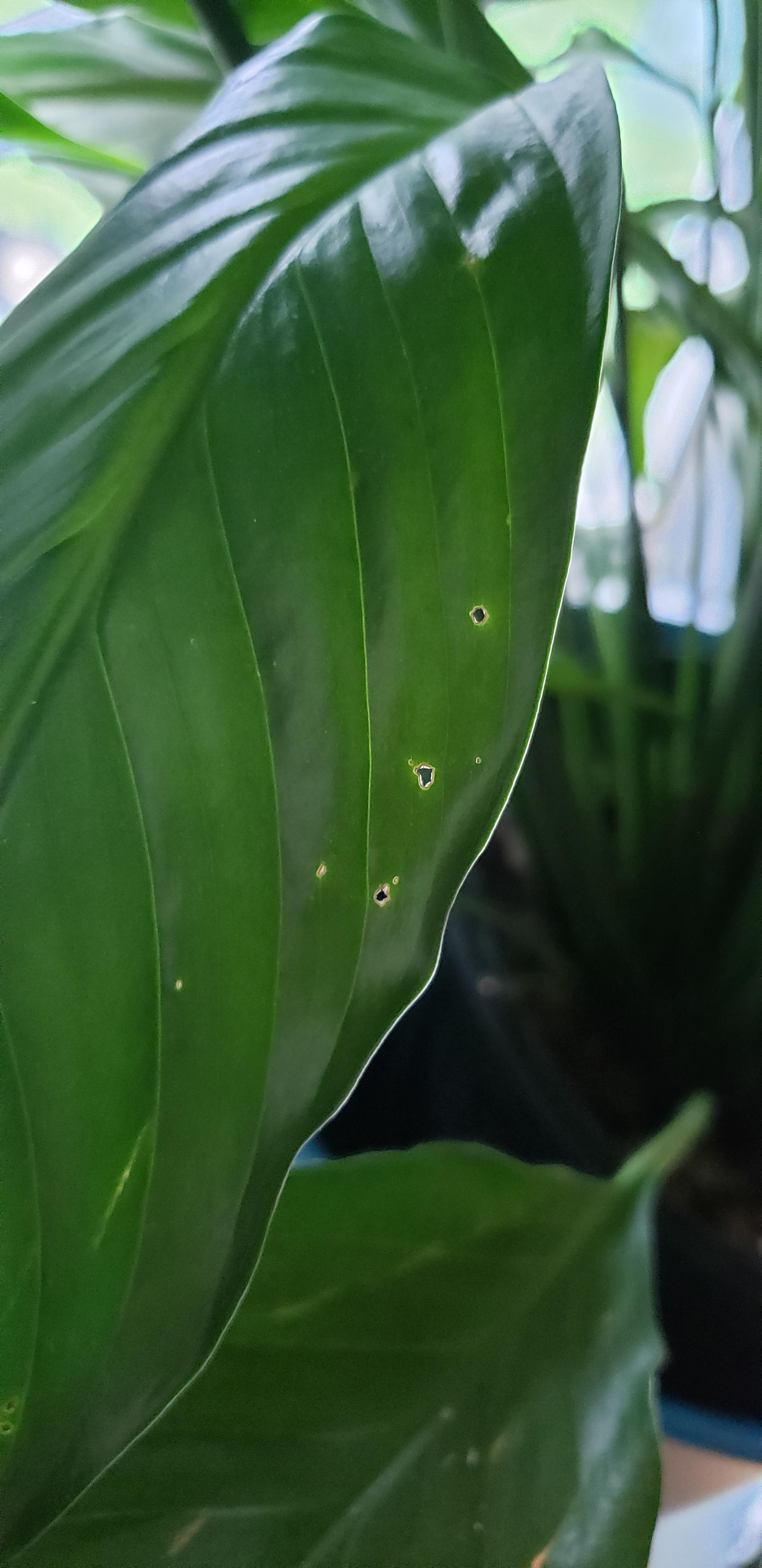 Tiny holes in leaves of otherwise healthy peace lily? Thoughts on