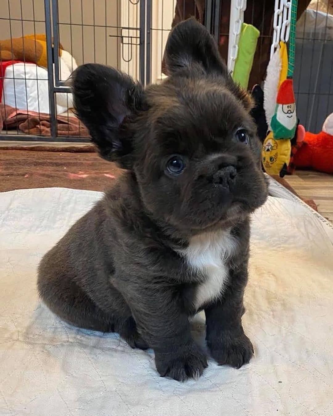 Even seen a fluffy frenchie before?