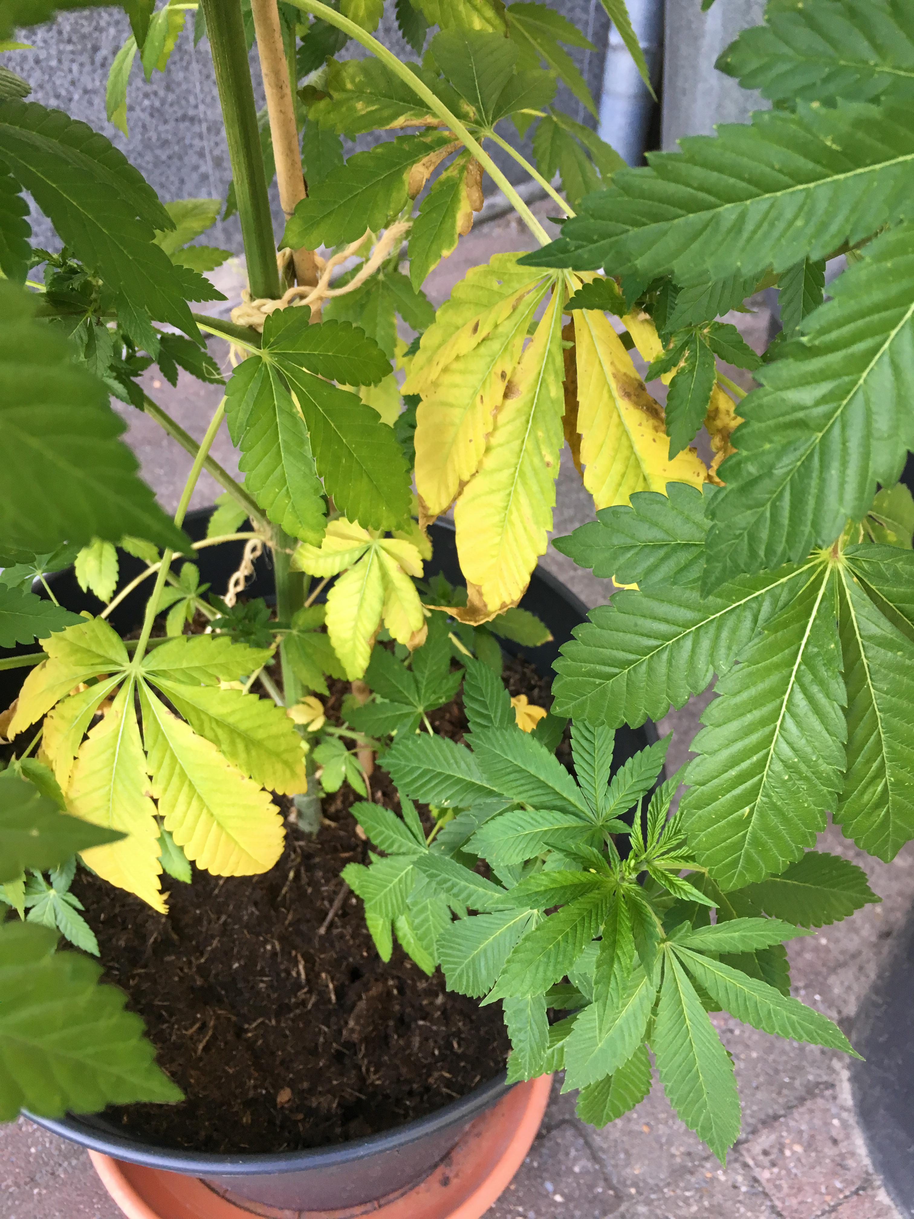 Why do I have yellow leaves? Are the leaves not getting enough light