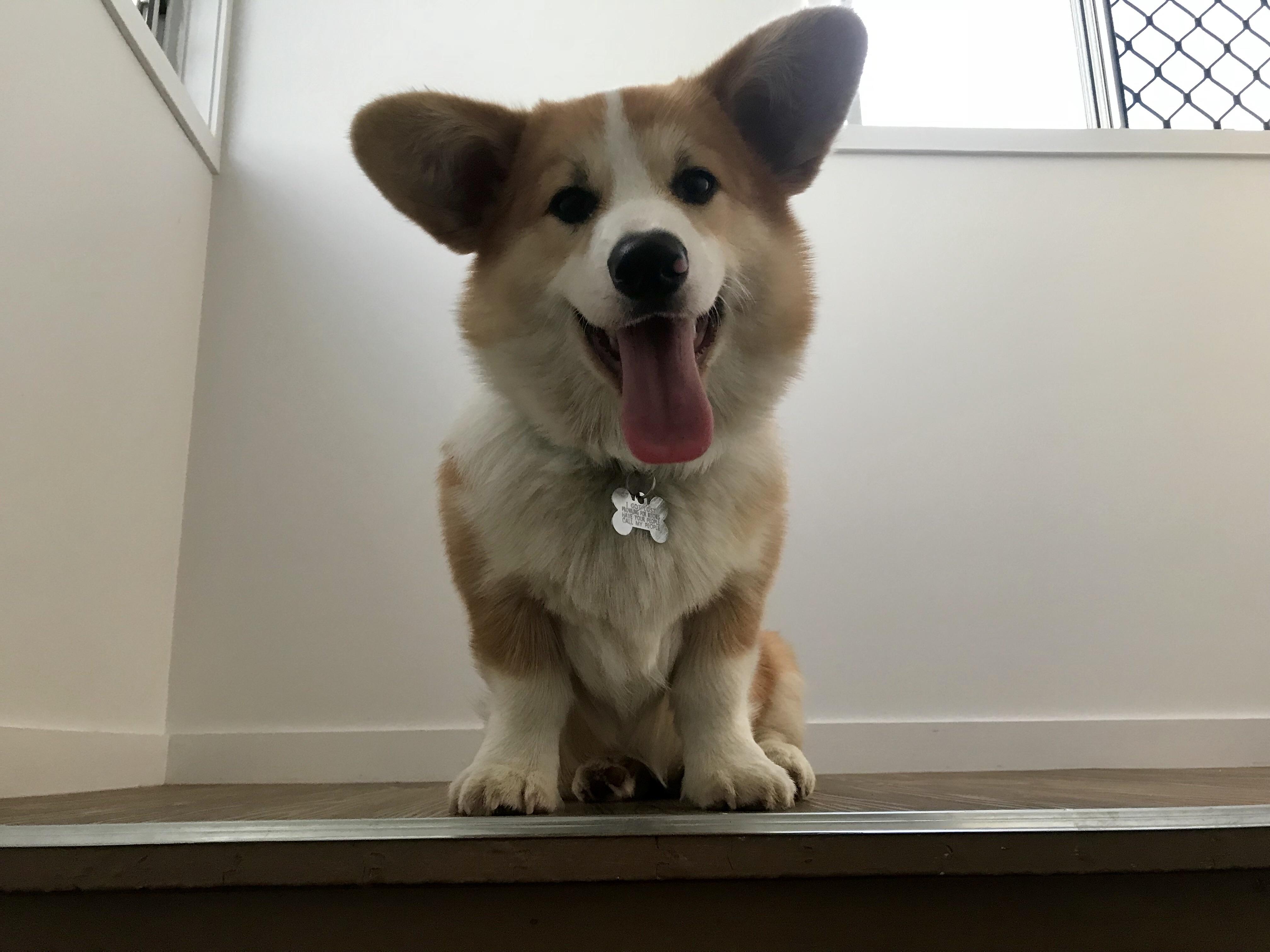 Any tips about teaching your to go down stairs?