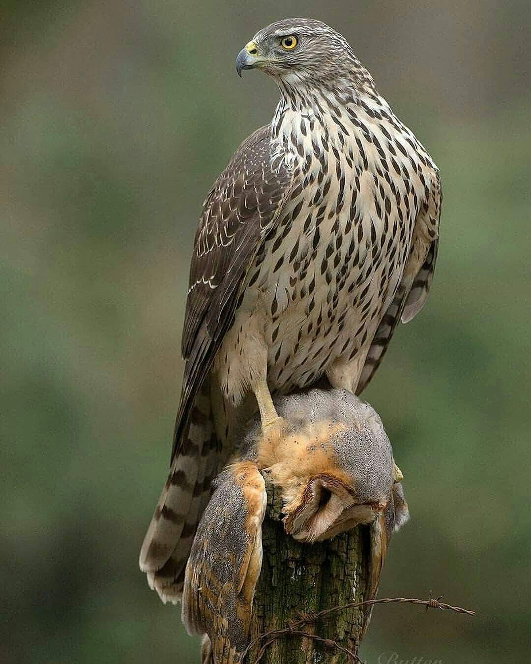 Falcon dominating owl r/natureismetal