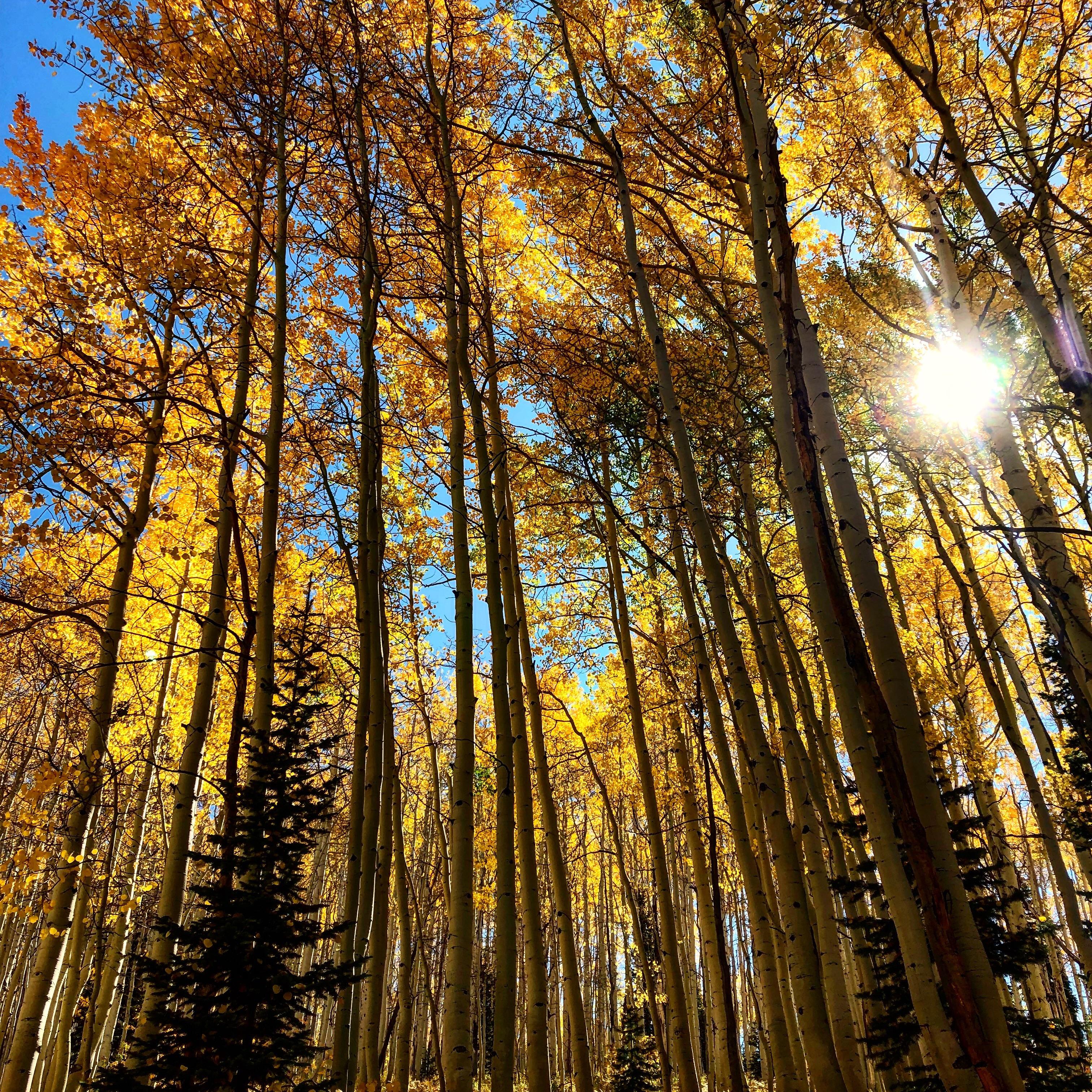 Autumn Colors on Buffalo Pass 🍁 r/Outdoors