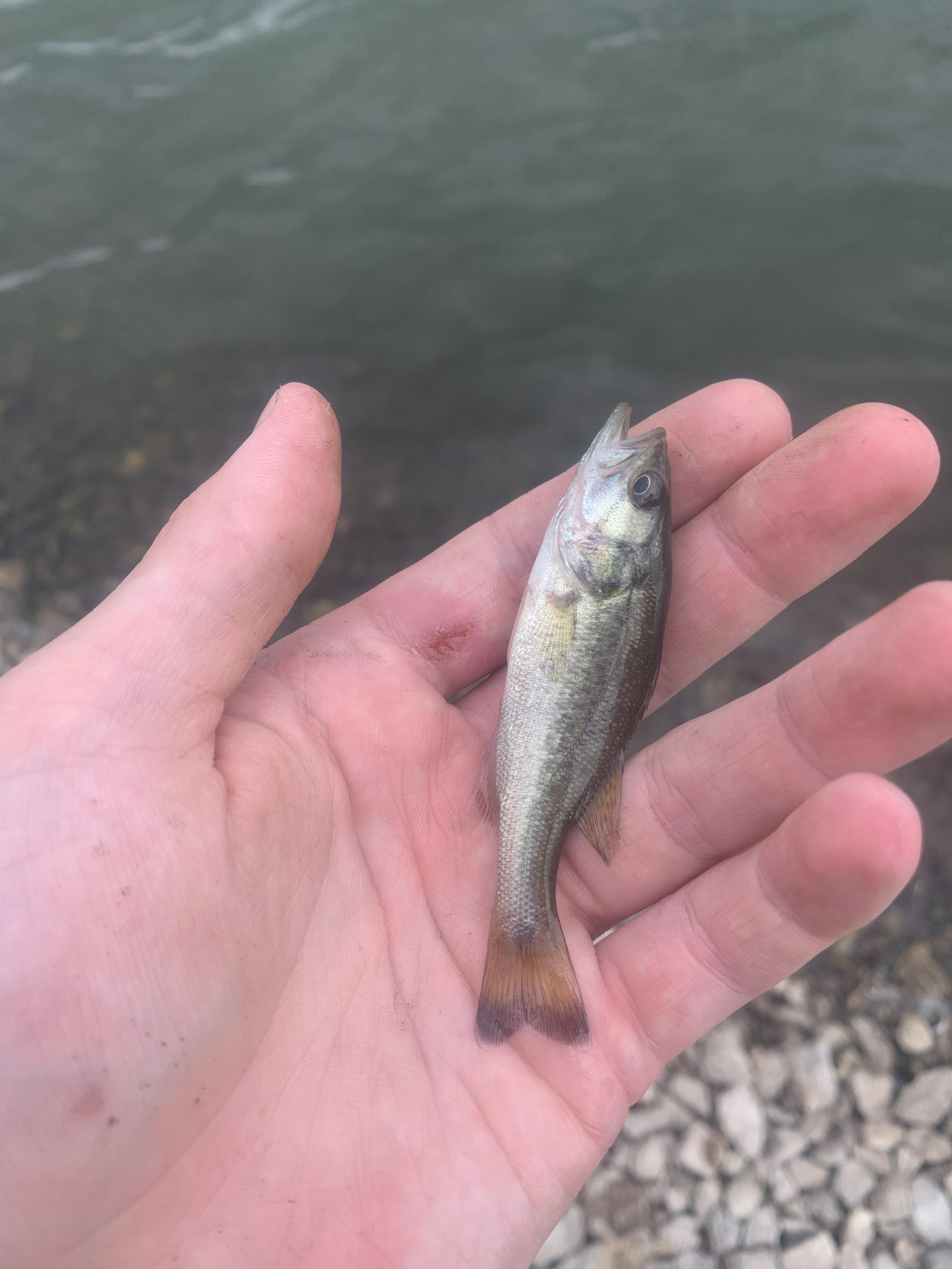 Smallest bass I’ve ever caught r/Fishing
