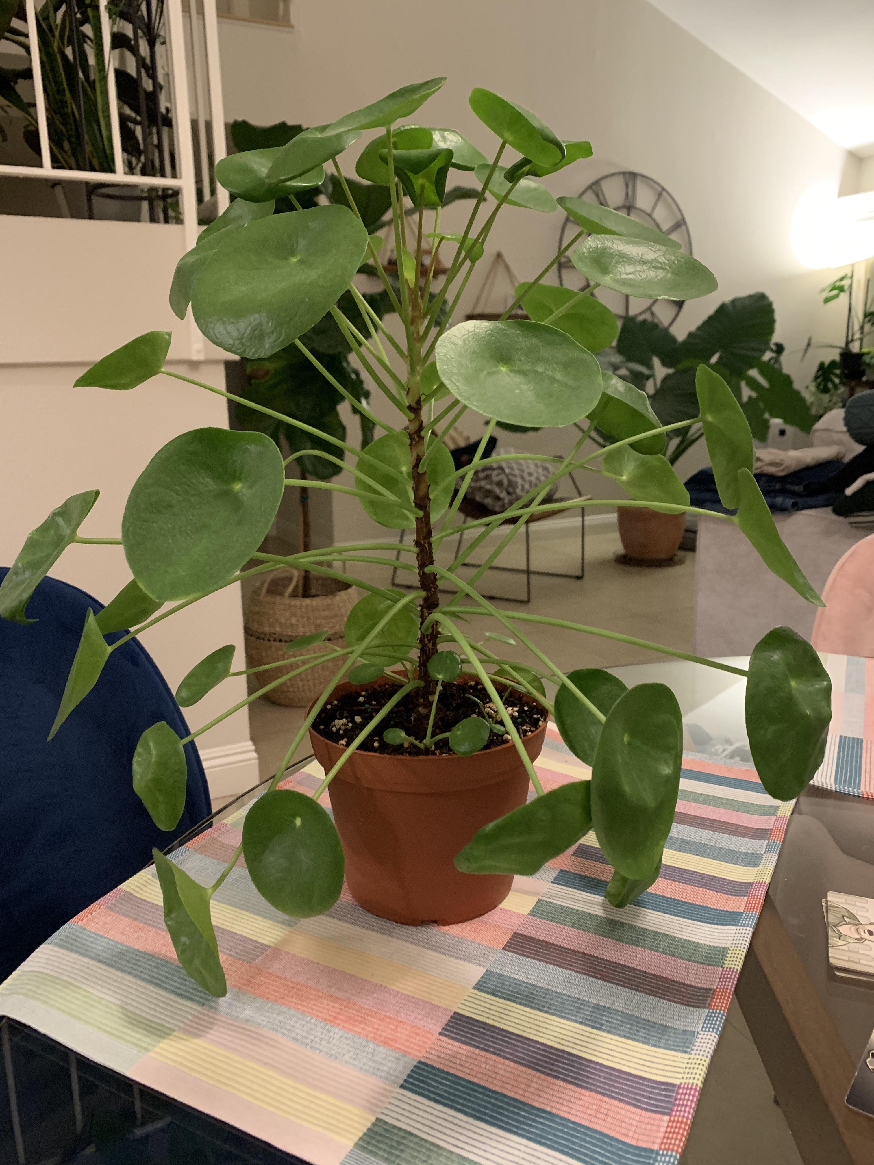 I got this Pilea from TJ’s about 1 year ago as a small plant. The